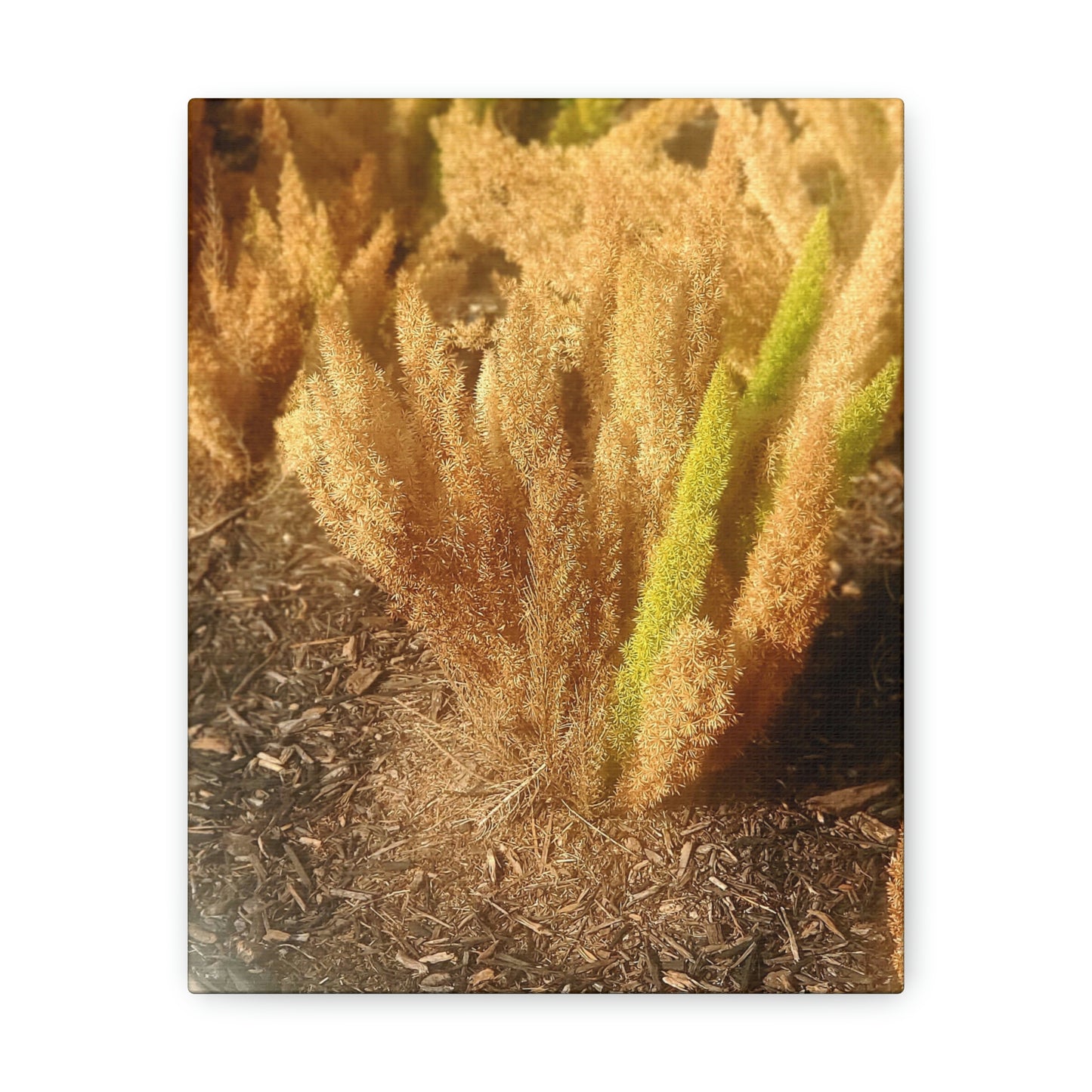 Golden Foxtail Fern | Wall Art Canvas | High Bloom Collection | Life By Ortavia