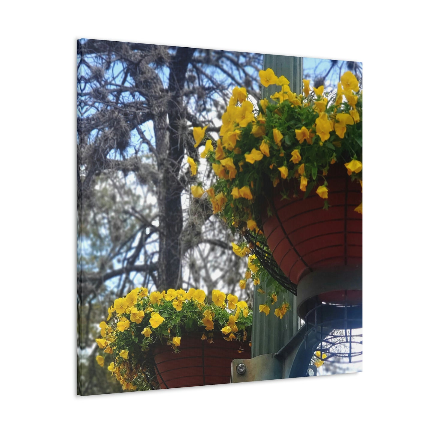 Yellow Pansies Downtown | Wall Art Canvas | High Bloom Collection | Life By Ortavia