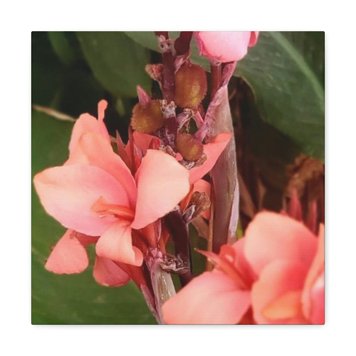 Art Prints & Wall Art, Canvas Gallery with Pink Canna Flower
