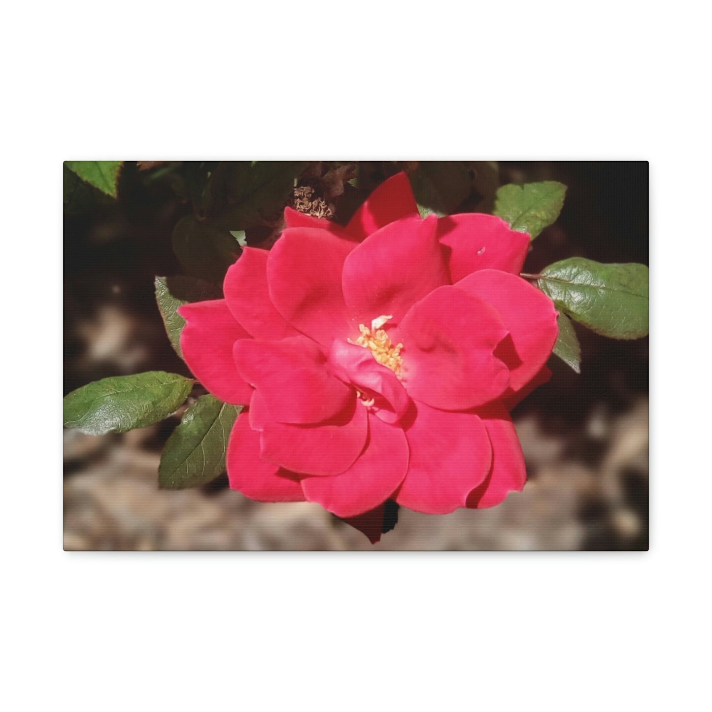 Knockout | Wall Art Print | High Bloom Collection | Life By Ortavia