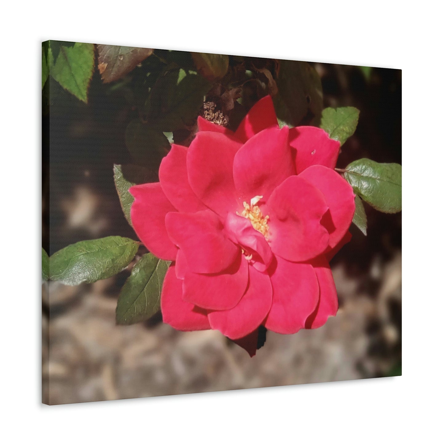 Knockout | Wall Art Print | High Bloom Collection | Life By Ortavia