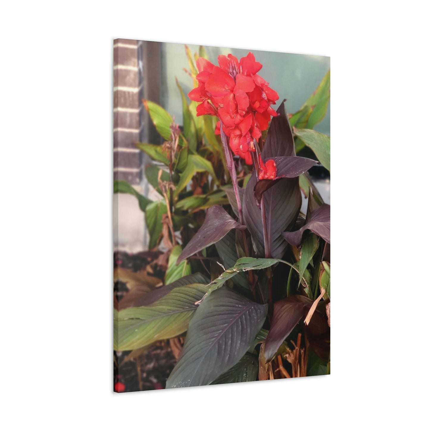 Red Canna | High Bloom Collection | Wall Art Print | Life By Ortavia
