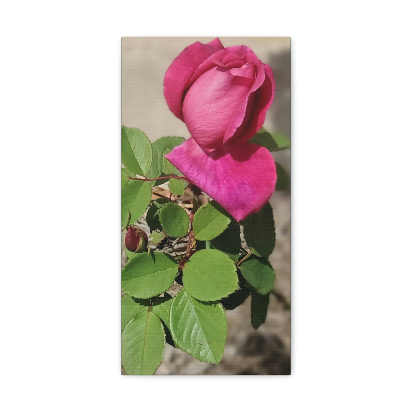 Dear Pink Rosa | High Bloom Collection | Canvas | Life By Ortavia