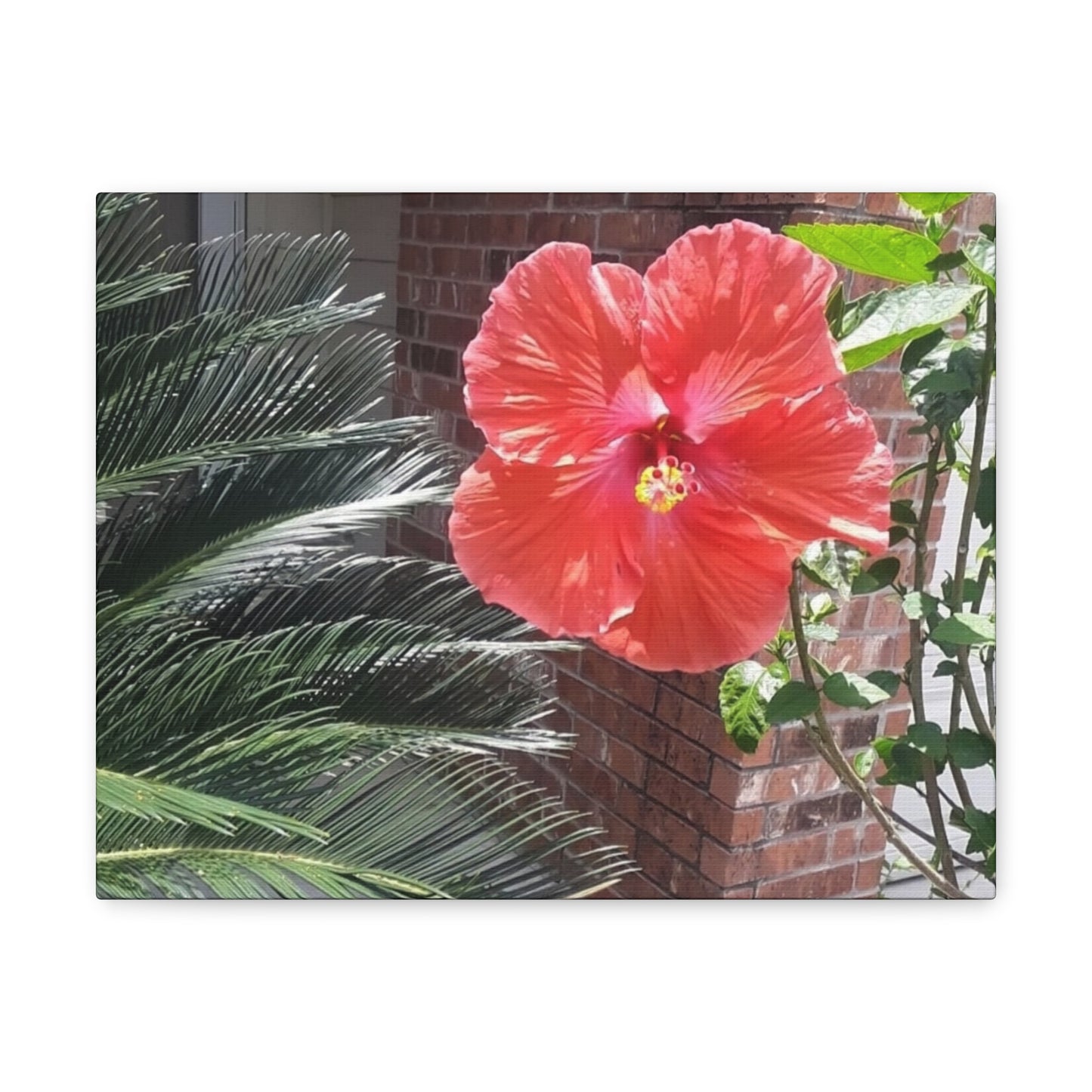 Art Prints & Wall Art, Gallery Canvas with Peach Hibiscus Flower