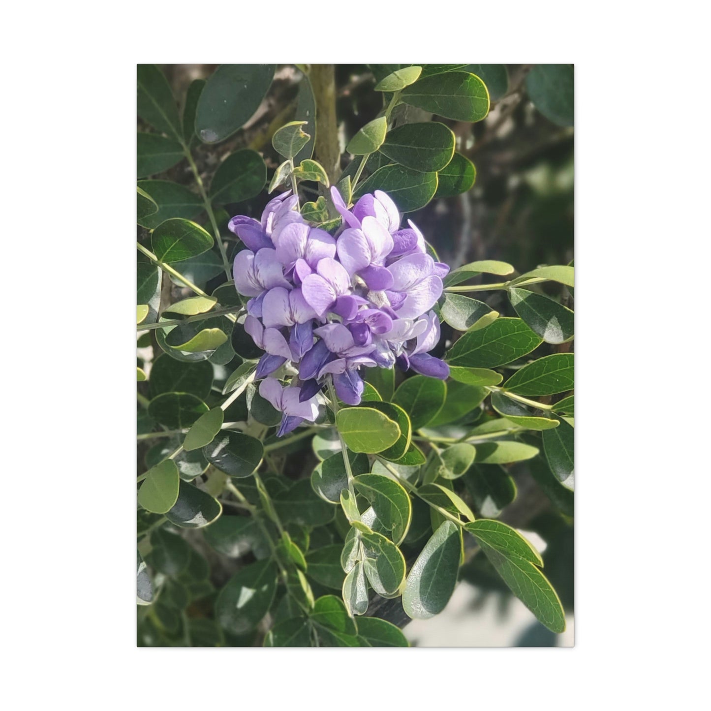 Purple Texas Mountain Laurel | Wall Art Canvas