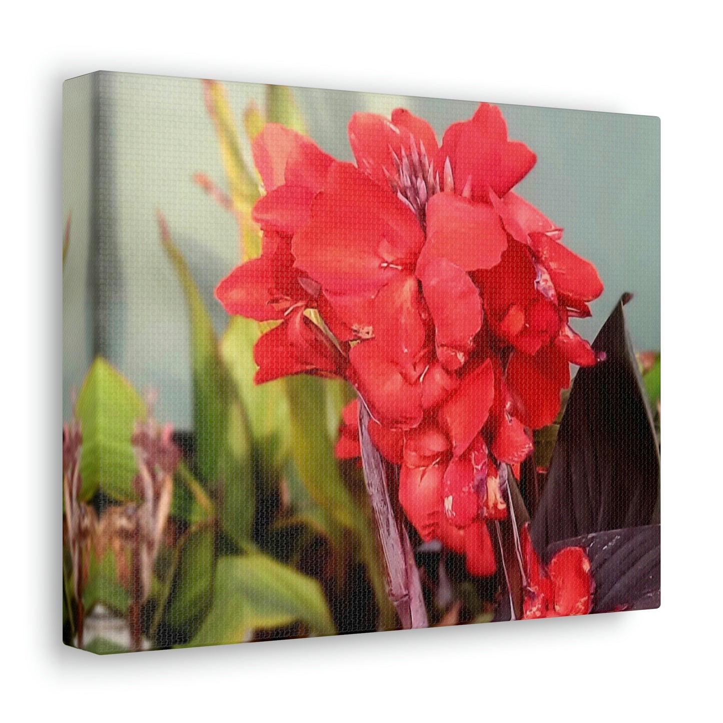 Red Canna | High Bloom Collection | Wall Art Print | Life By Ortavia