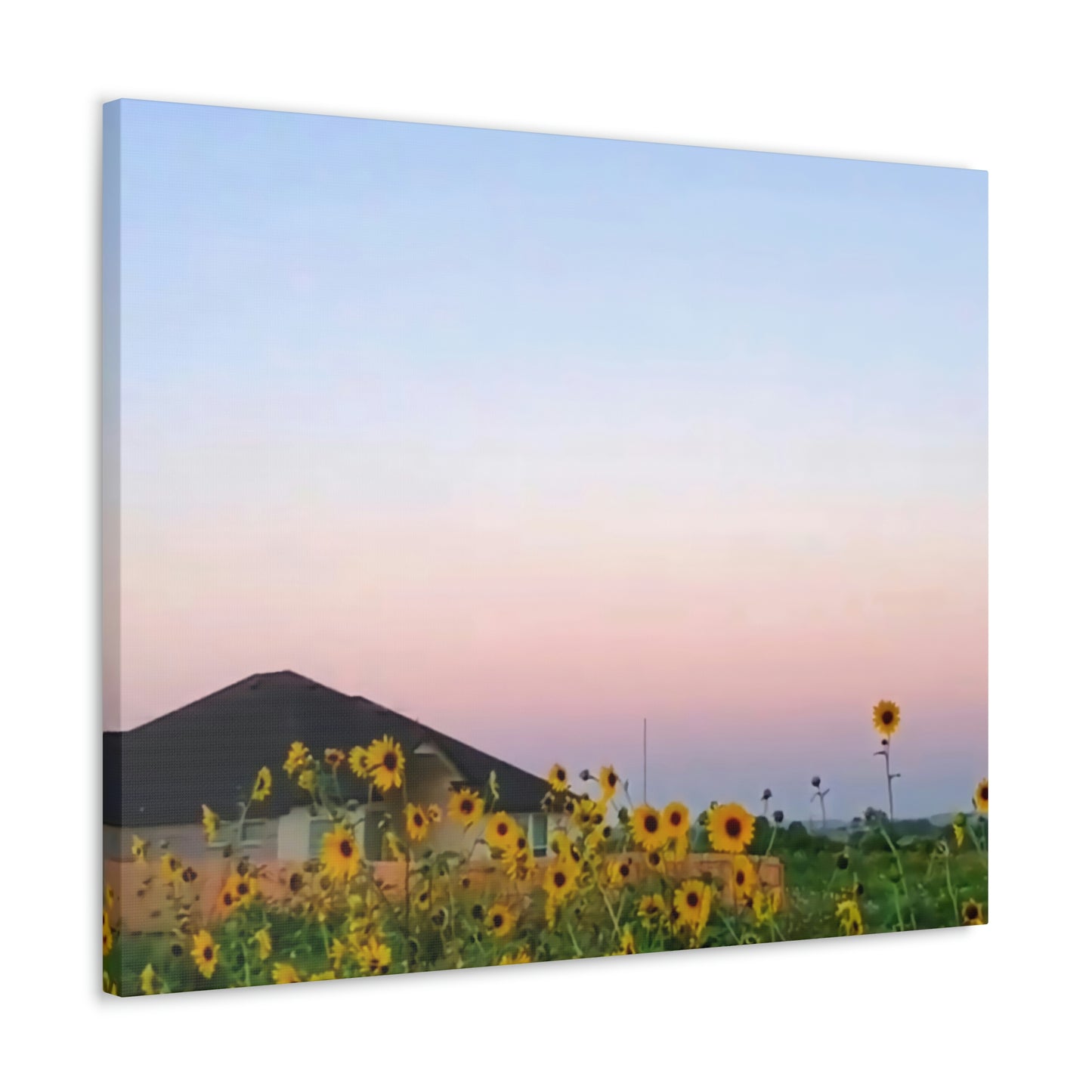 Sunflowers and a Rainbow Sky Canvas Gallery Wraps