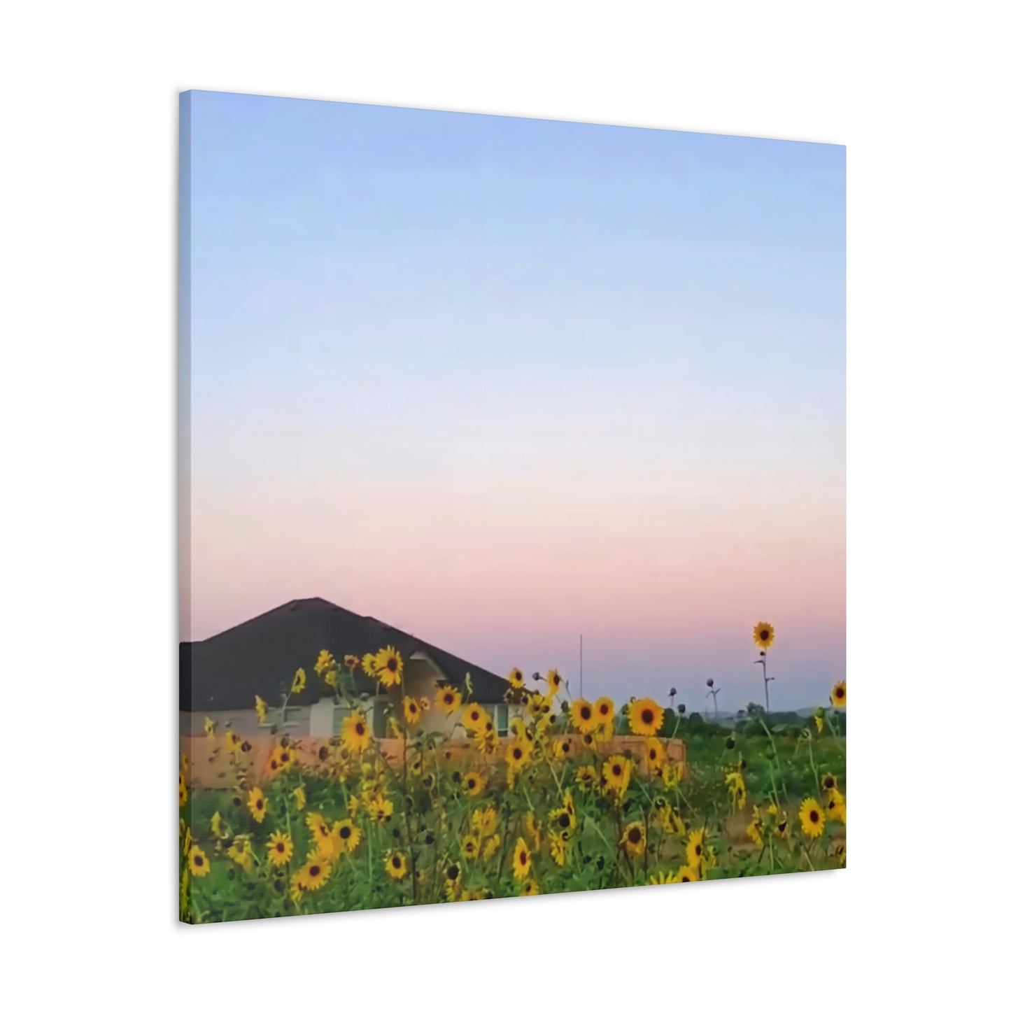 Sunflowers and a Rainbow Sky Canvas Gallery Wraps