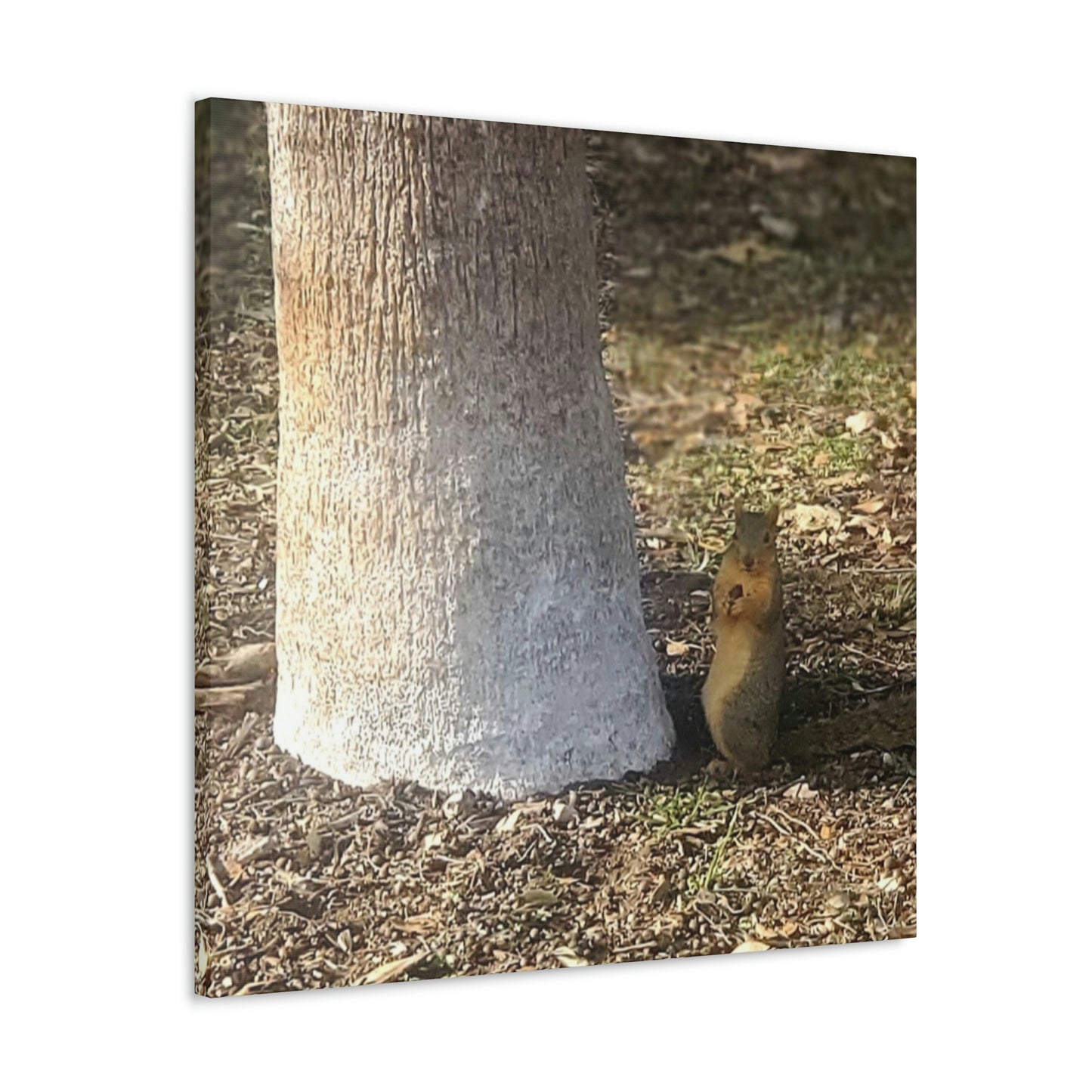 Squirrel and A Nut | Wall Art Print | Urban Geographic Collection | Life By Ortavia