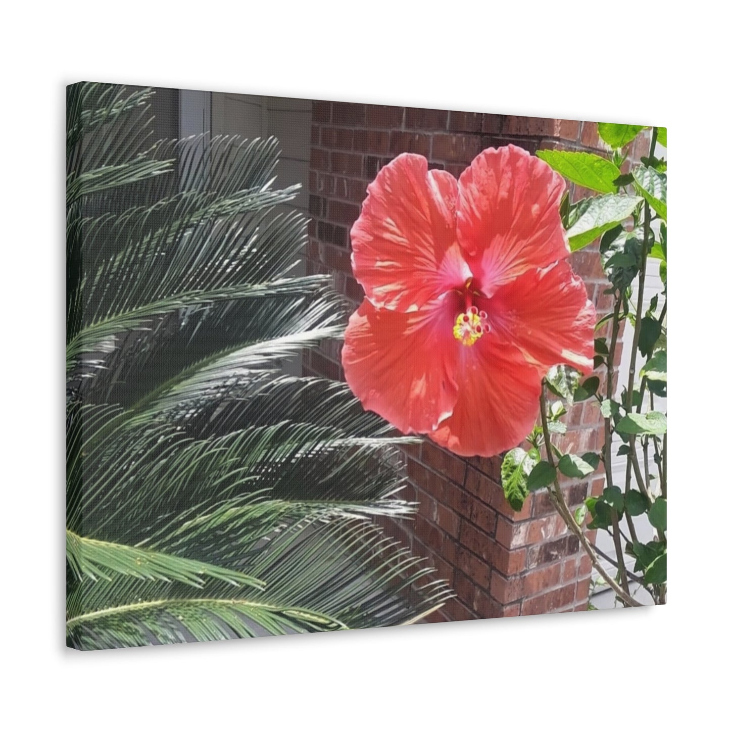 Art Prints & Wall Art, Gallery Canvas with Peach Hibiscus Flower