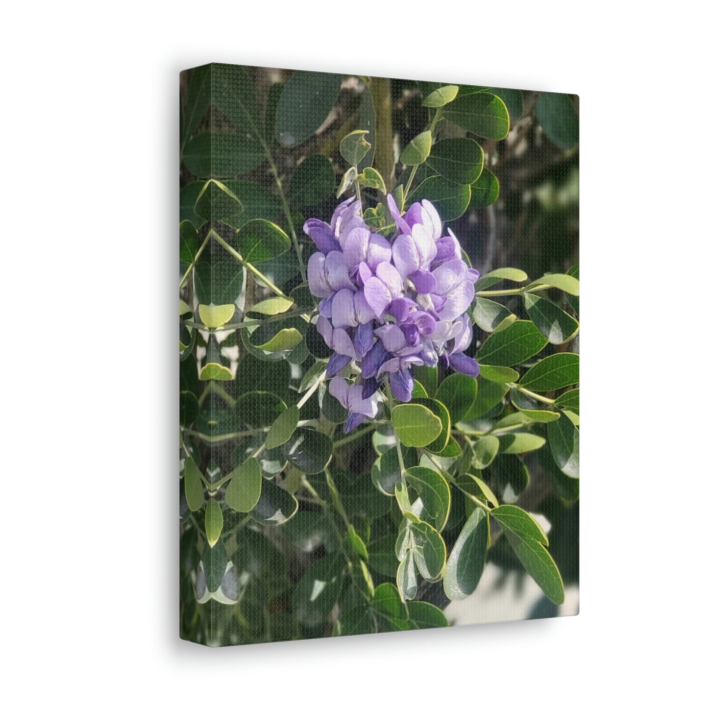 Purple Texas Mountain Laurel | Wall Art Canvas