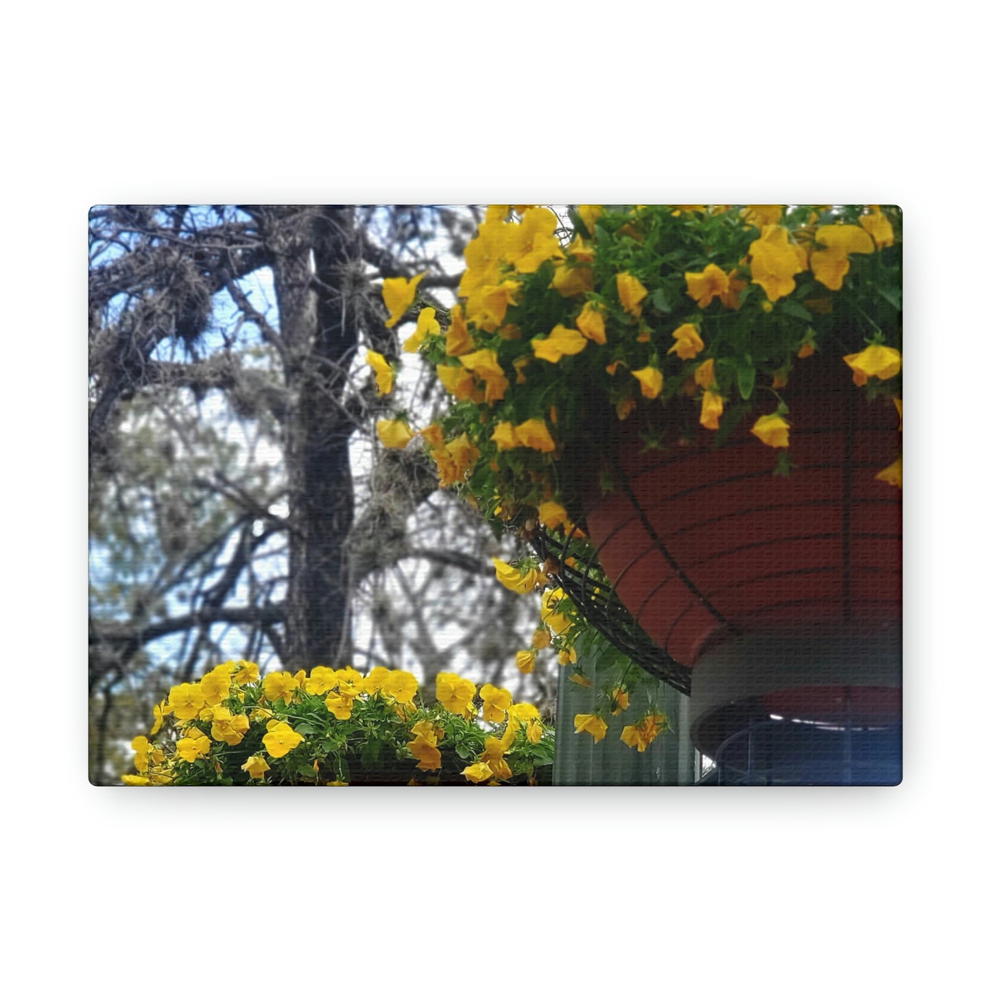 Yellow Pansies Downtown | Wall Art Canvas | High Bloom Collection | Life By Ortavia