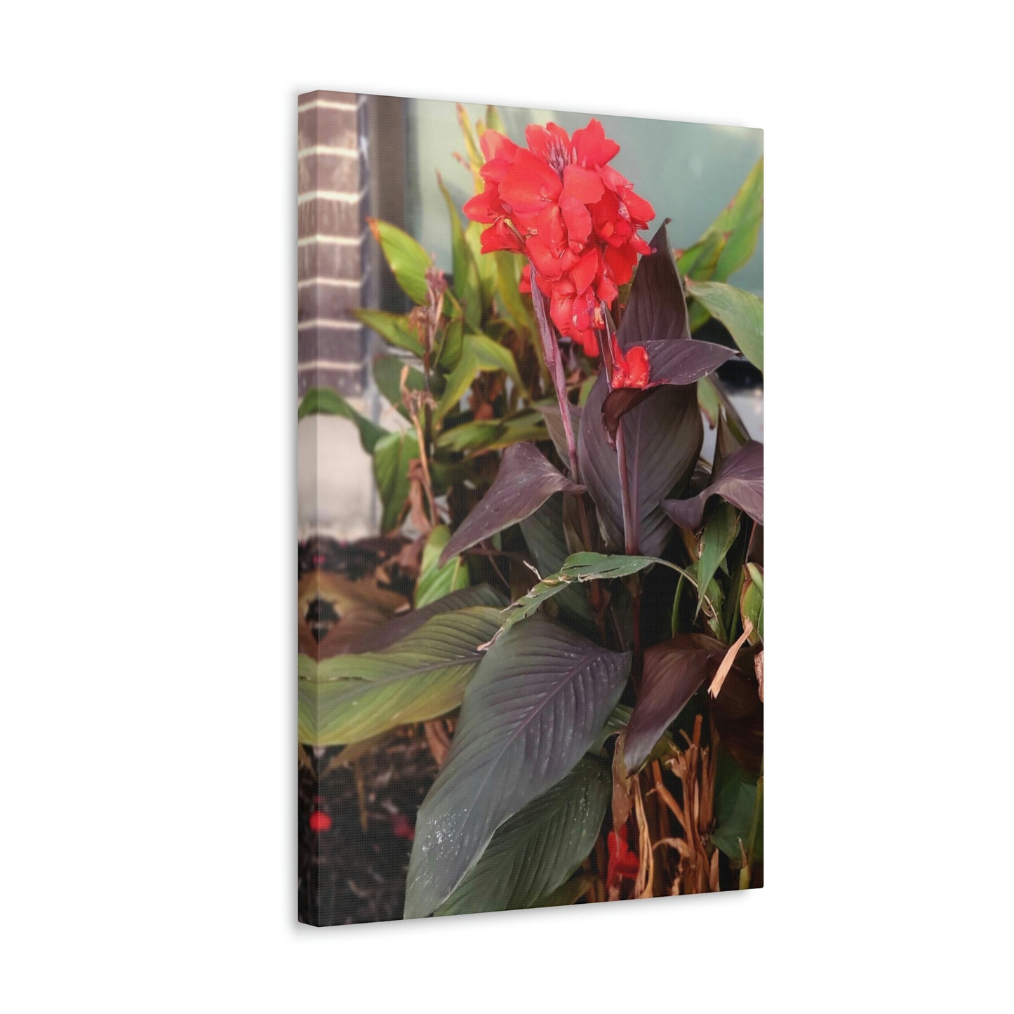 Red Canna | High Bloom Collection | Wall Art Print | Life By Ortavia