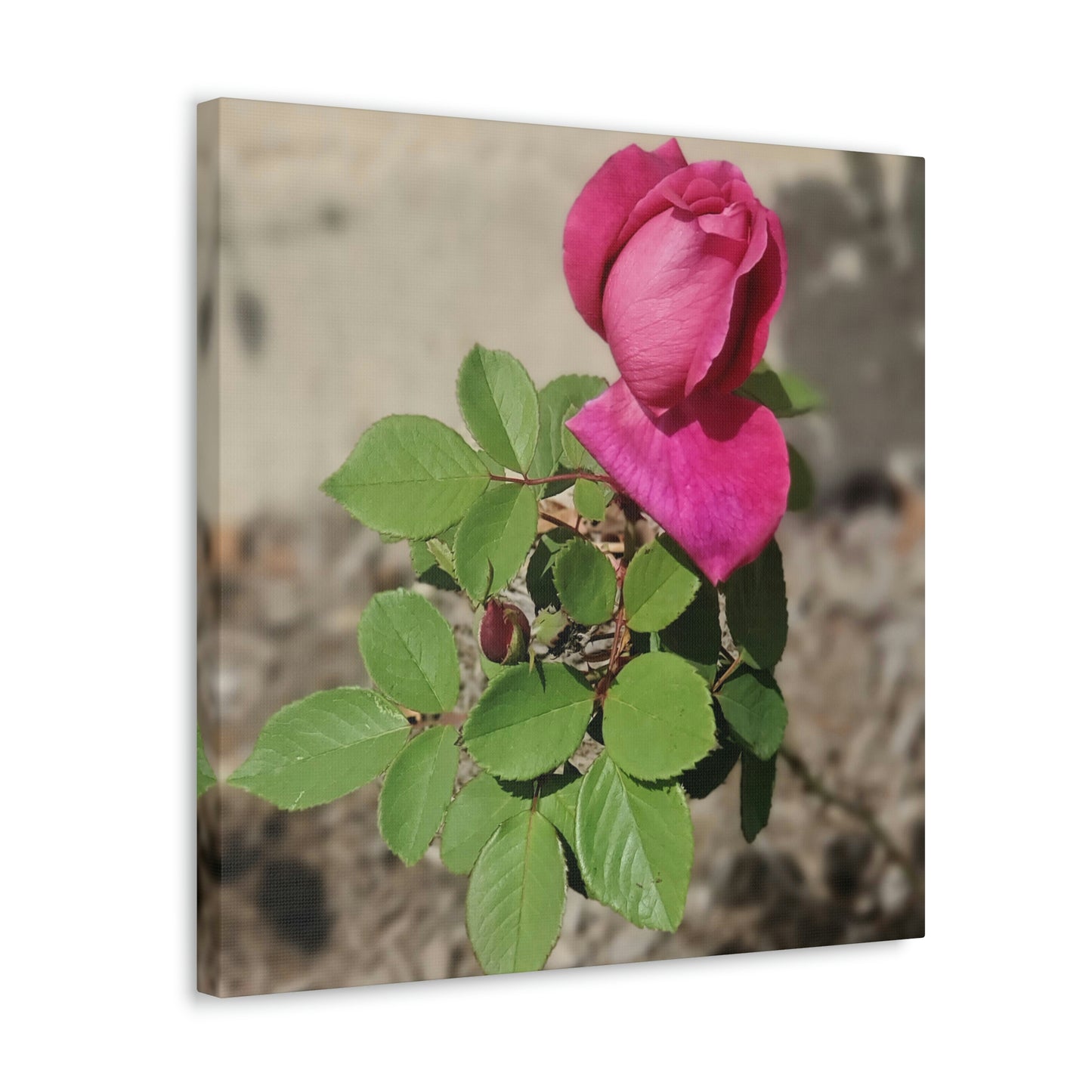 Dear Pink Rosa | High Bloom Collection | Canvas | Life By Ortavia