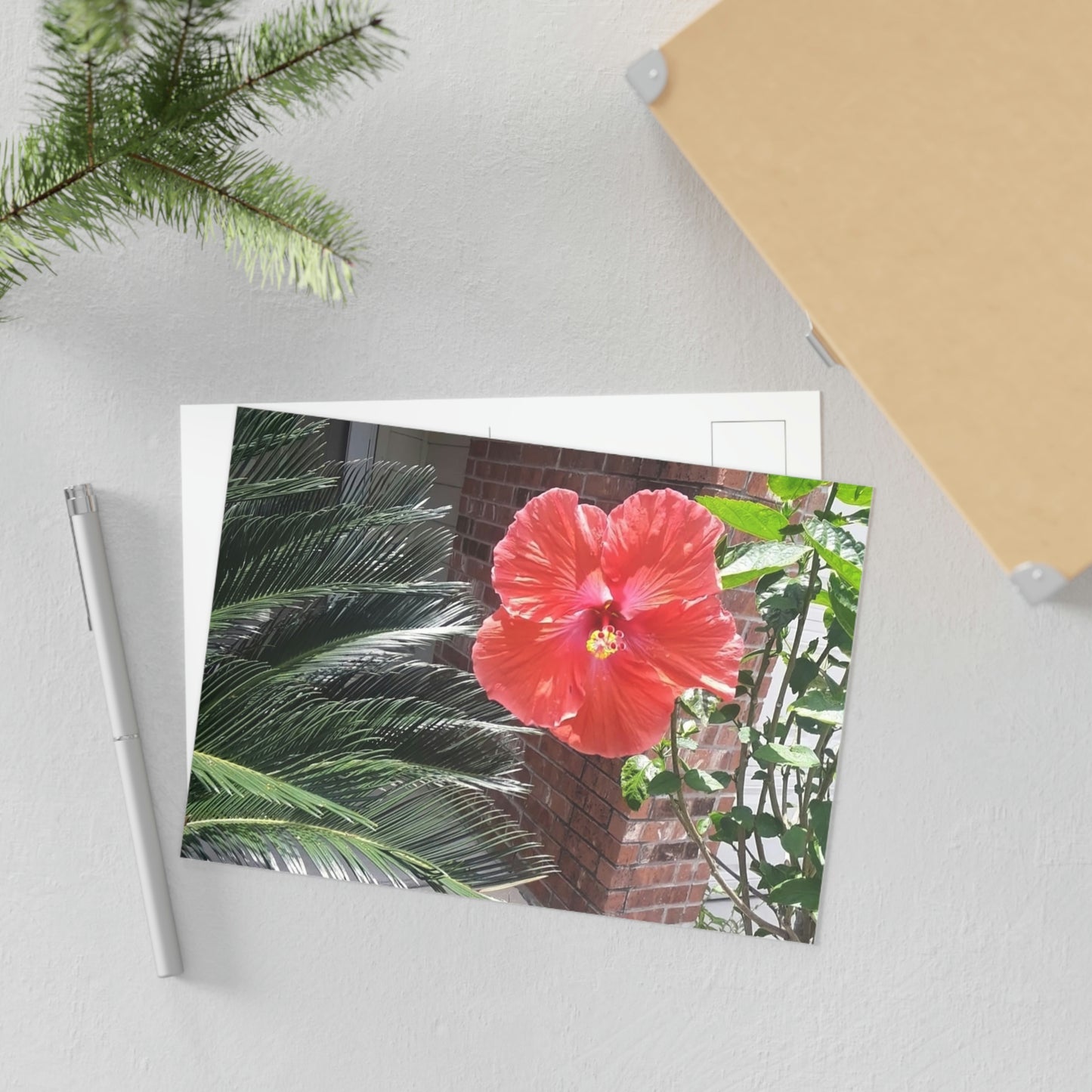 Peach Hibiscus Flower Fine Art Postcards