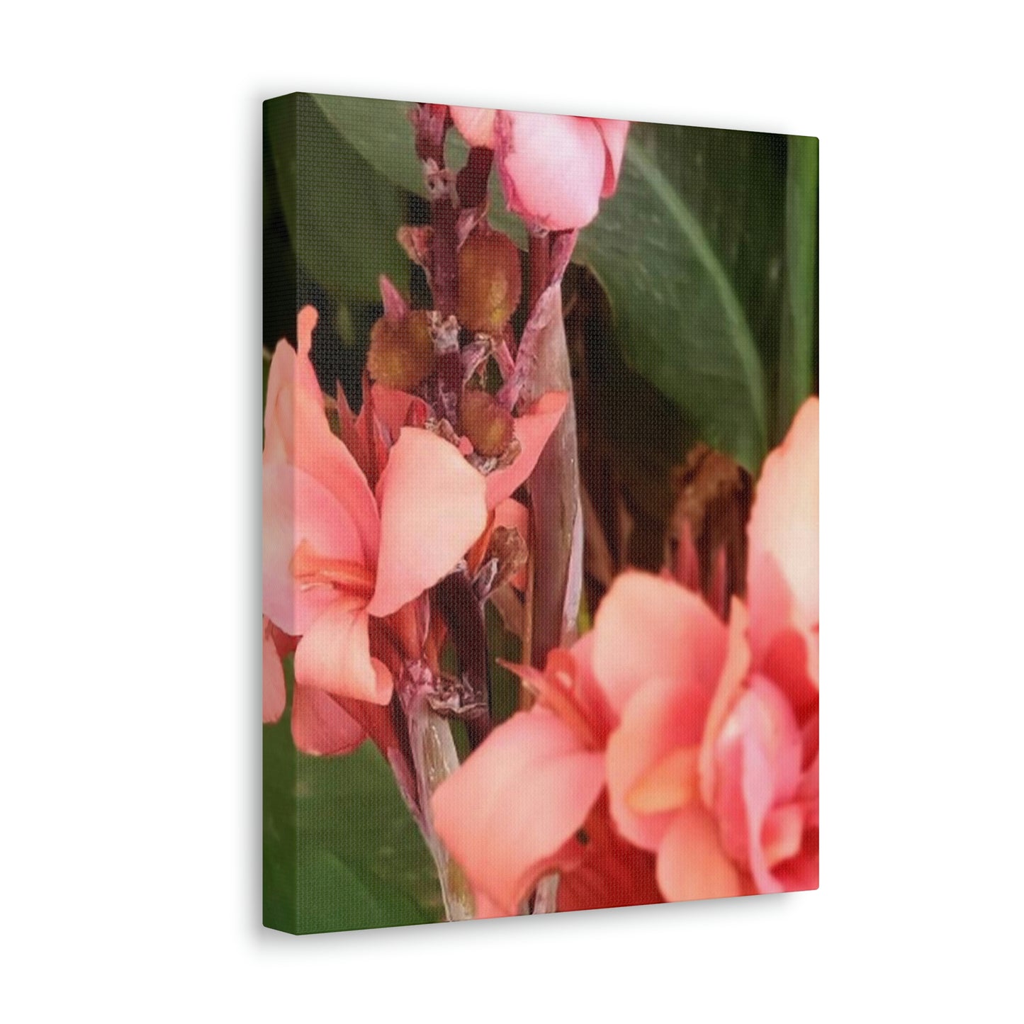 Art Prints & Wall Art, Canvas Gallery with Pink Canna Flower