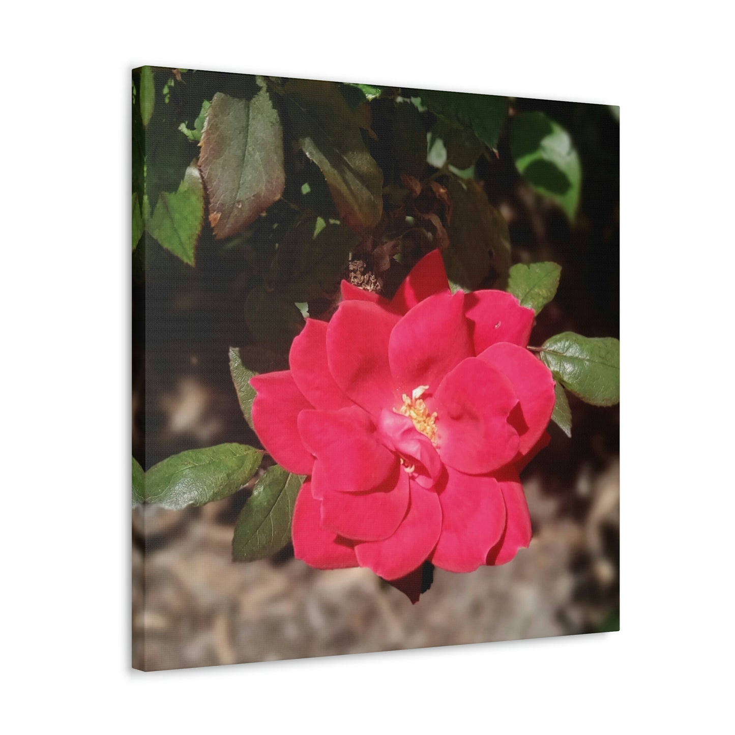 Knockout | Wall Art Print | High Bloom Collection | Life By Ortavia