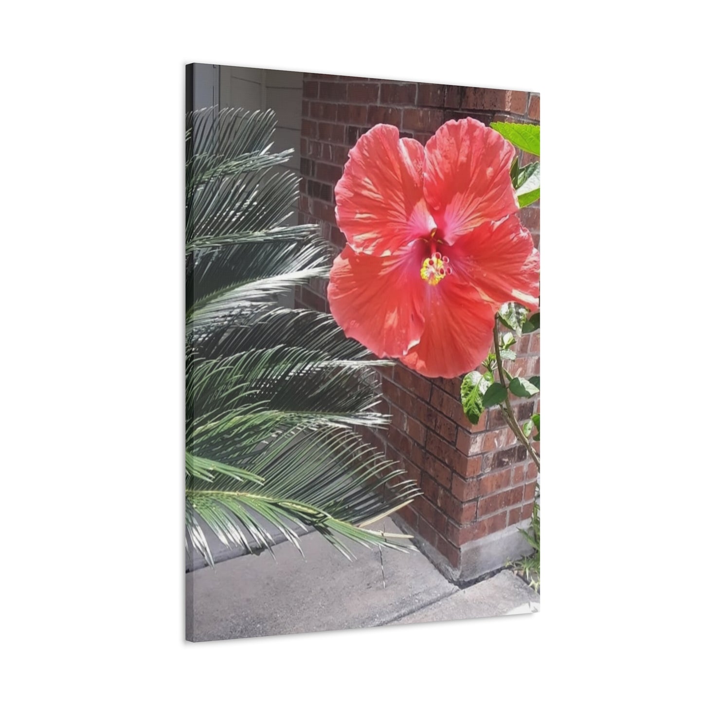 Art Prints & Wall Art, Gallery Canvas with Peach Hibiscus Flower