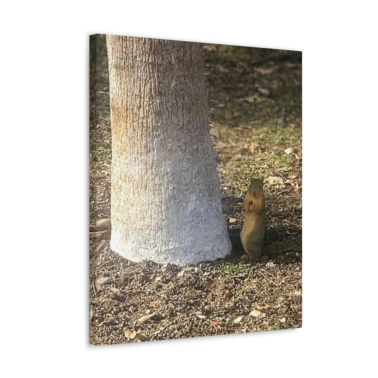Squirrel and A Nut | Wall Art Print | Urban Geographic Collection | Life By Ortavia