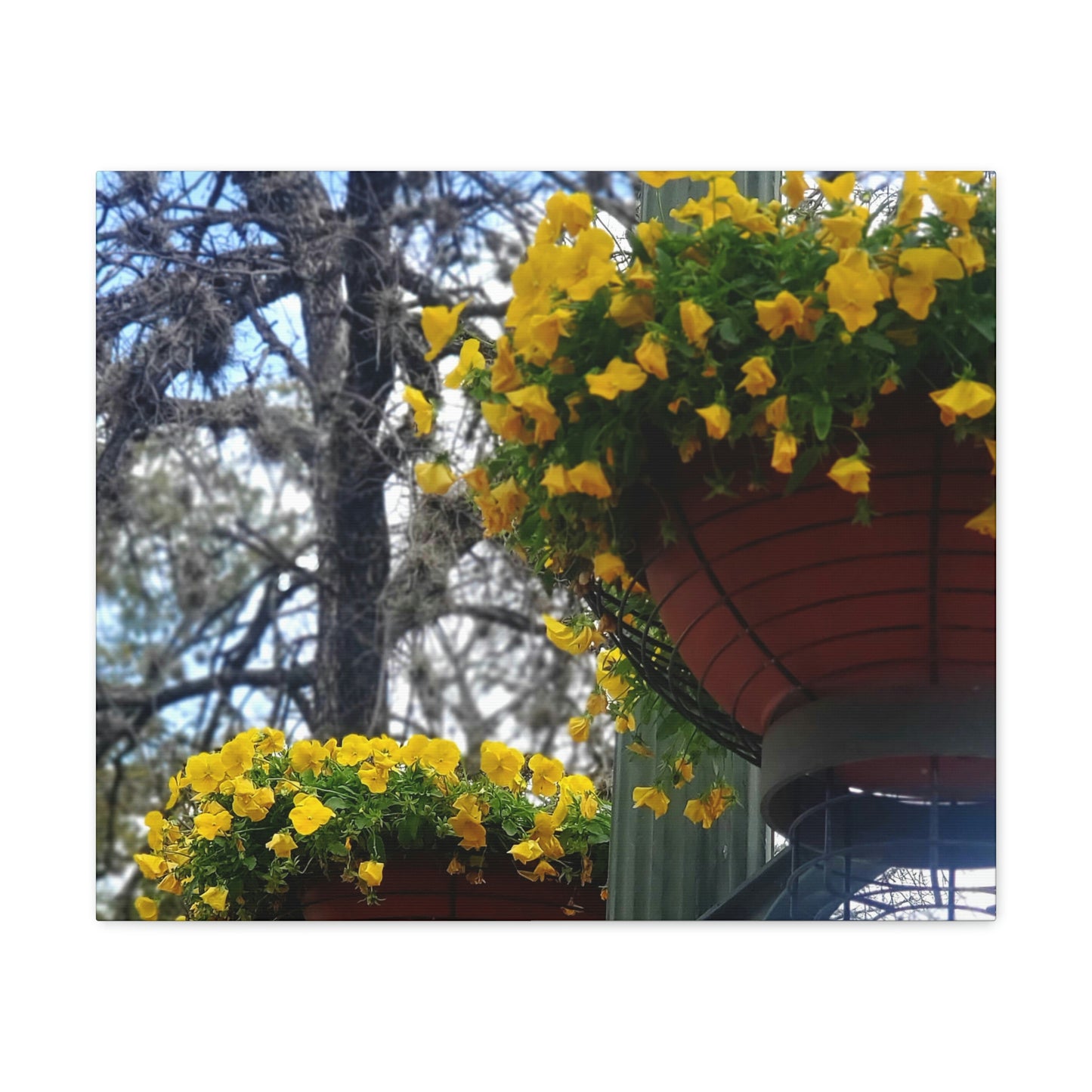 Yellow Pansies Downtown | Wall Art Canvas | High Bloom Collection | Life By Ortavia