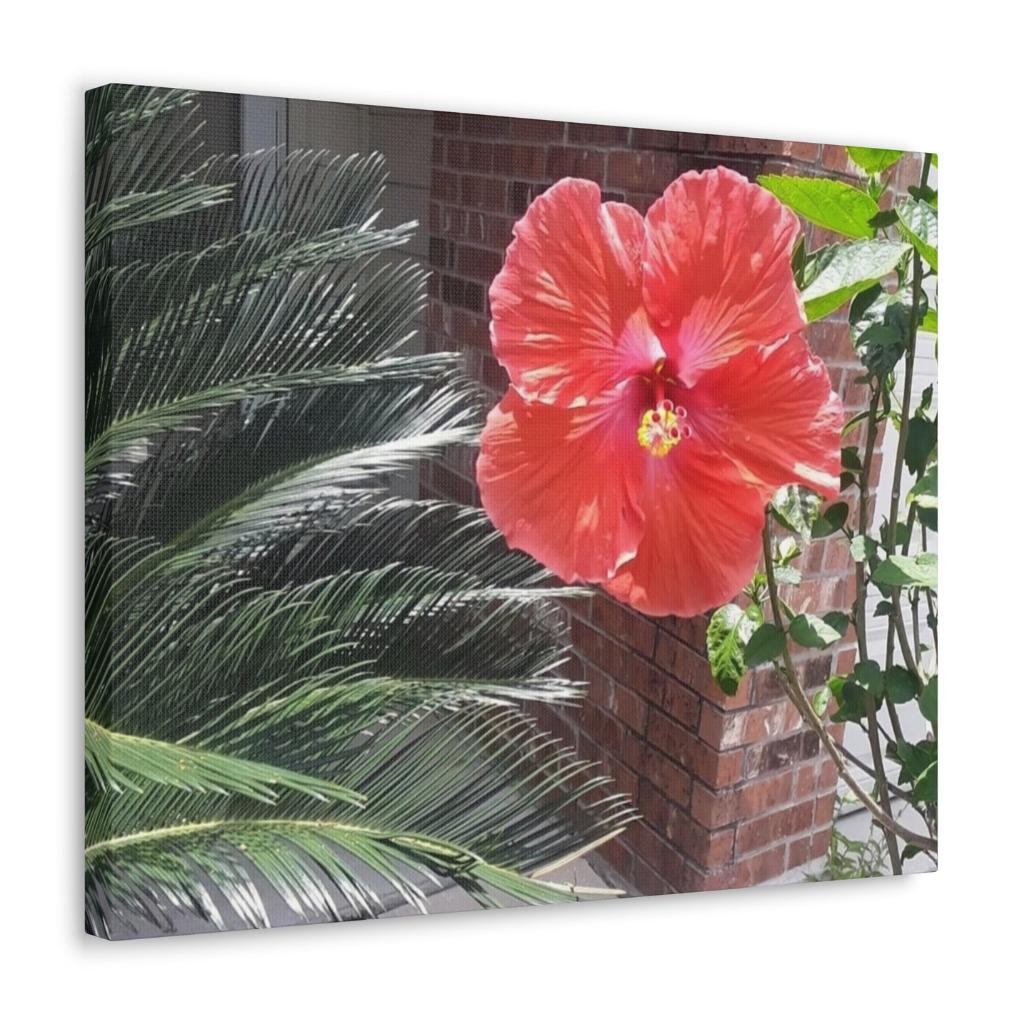 Art Prints & Wall Art, Gallery Canvas with Peach Hibiscus Flower