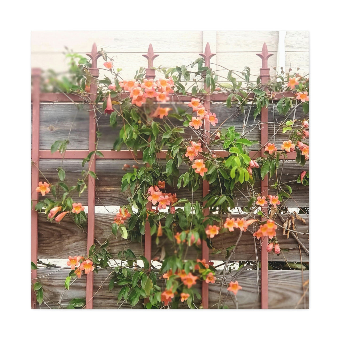 Flowers On A Rugged Fence | Wall Art Canvas | High Bloom Collection | Life By Ortavia