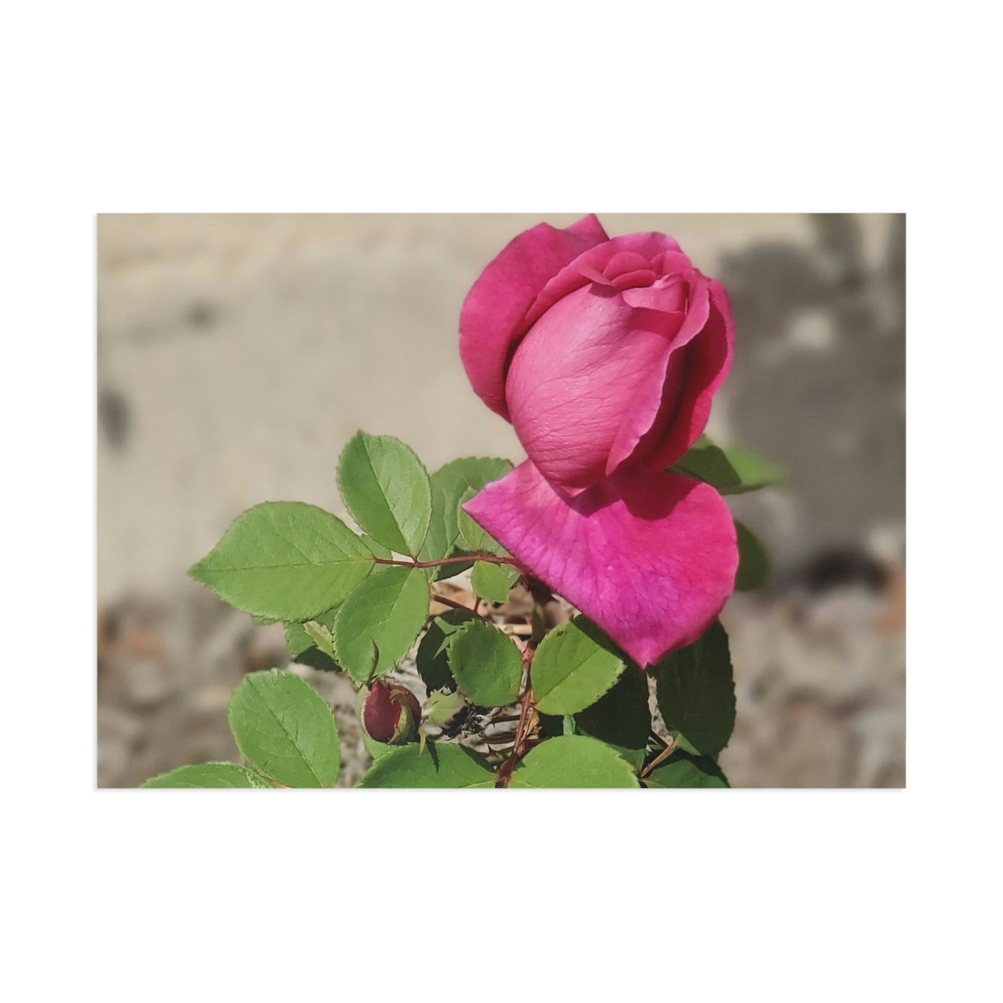 Dear Pink Rosa | Fine Art Postcards | 6'' x 4'' and 7'' x 5'' | High Bloom Collection | Life By Ortavia