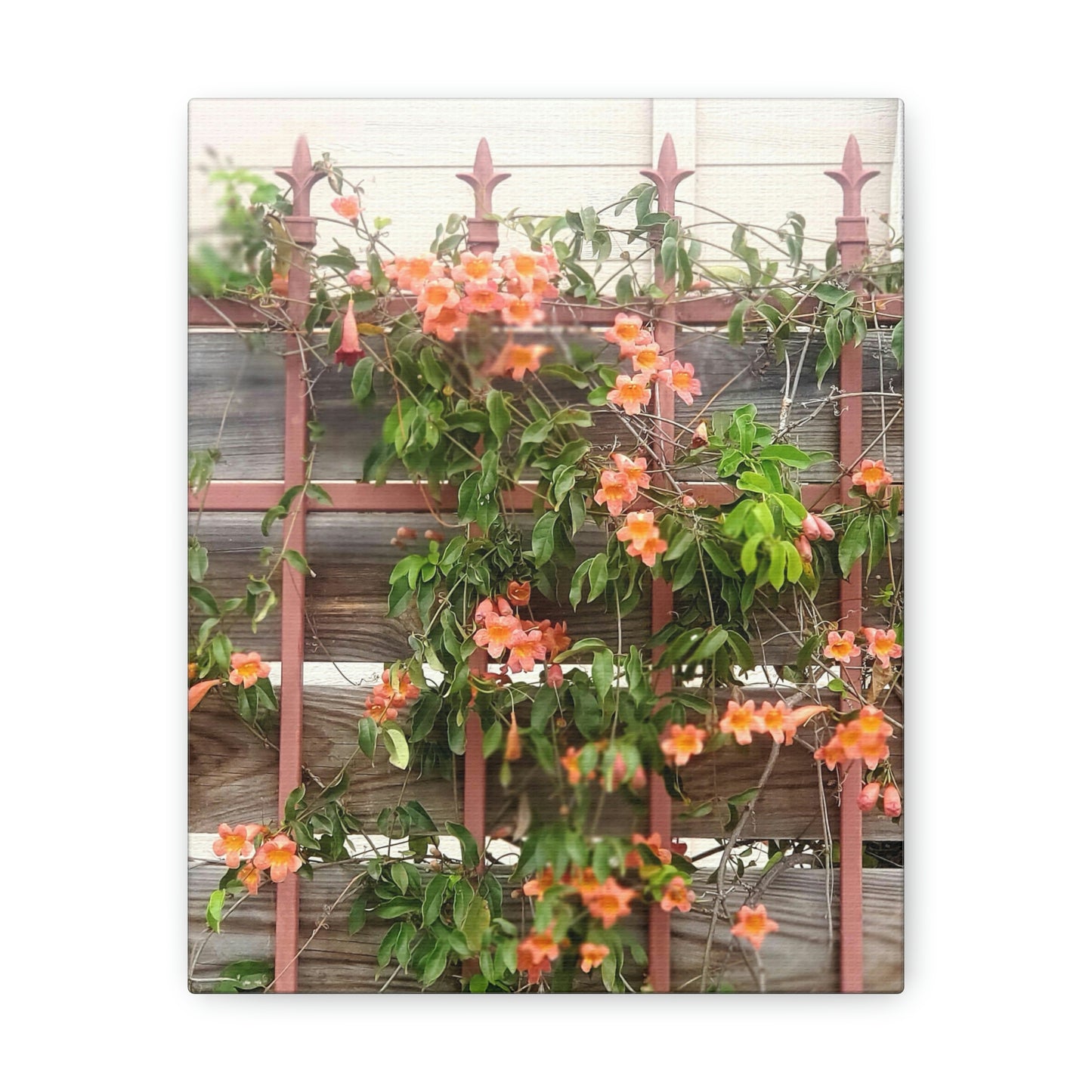 Flowers On A Rugged Fence | Wall Art Canvas | High Bloom Collection | Life By Ortavia
