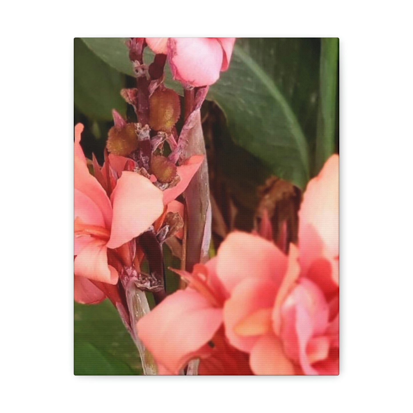 Art Prints & Wall Art, Canvas Gallery with Pink Canna Flower
