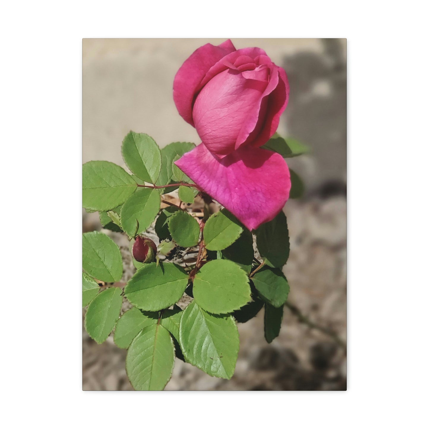 Dear Pink Rosa | High Bloom Collection | Canvas | Life By Ortavia