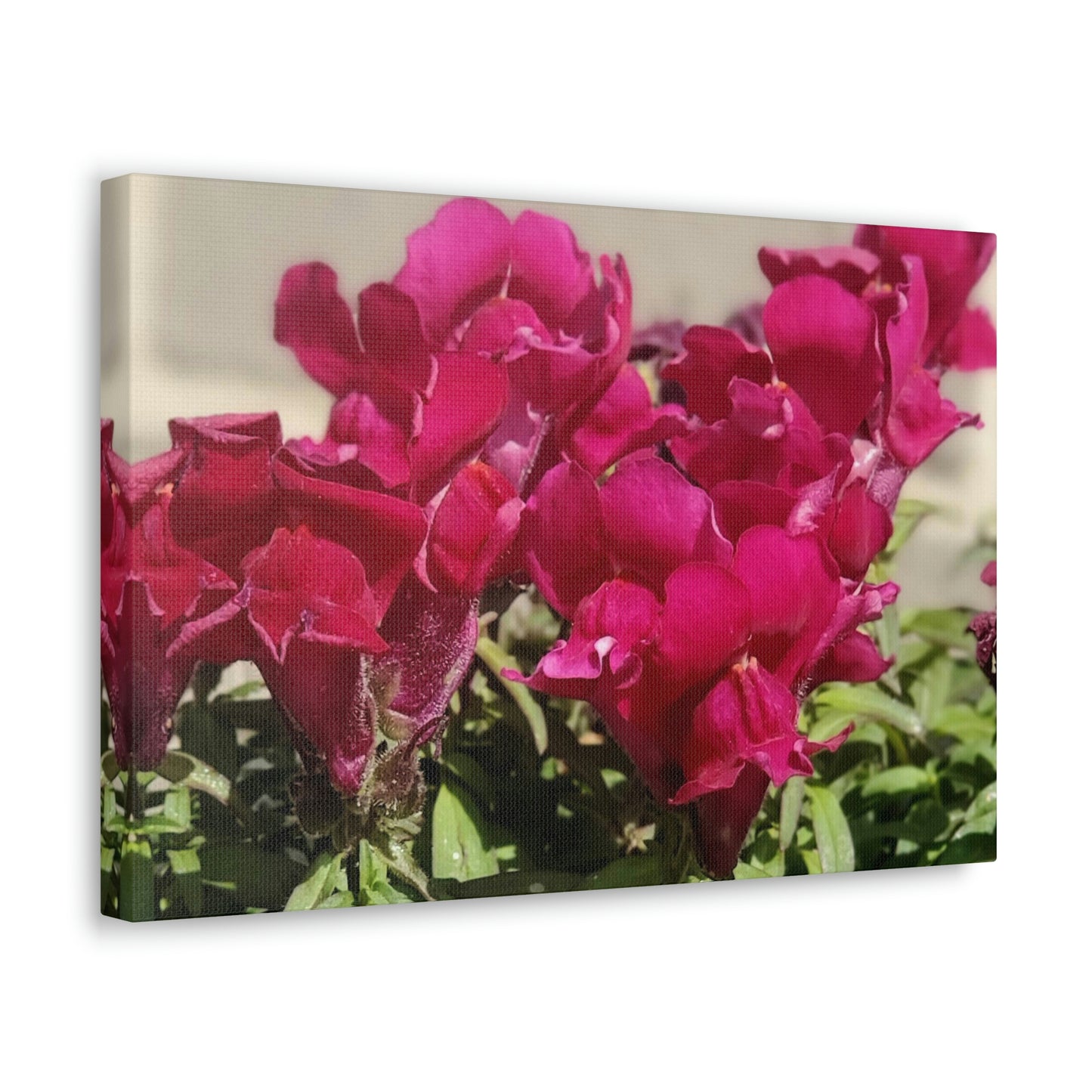 Magenta Snapdragon | Wall Art Canvas | High Bloom Collection | Life By Ortavia
