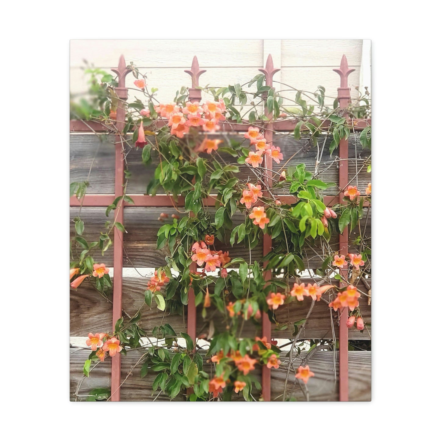 Flowers On A Rugged Fence | Wall Art Canvas | High Bloom Collection | Life By Ortavia