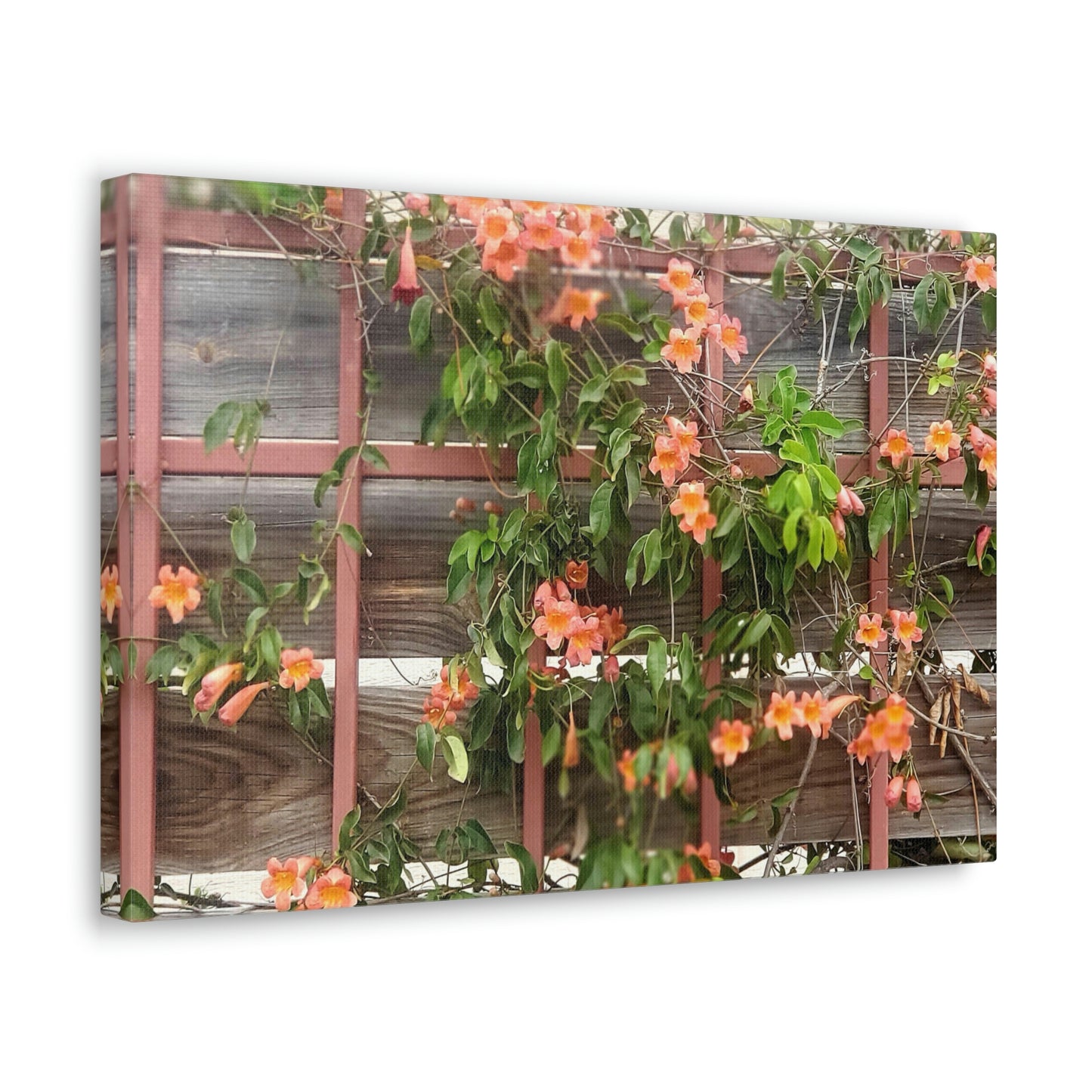 Flowers On A Rugged Fence | Wall Art Canvas | High Bloom Collection | Life By Ortavia
