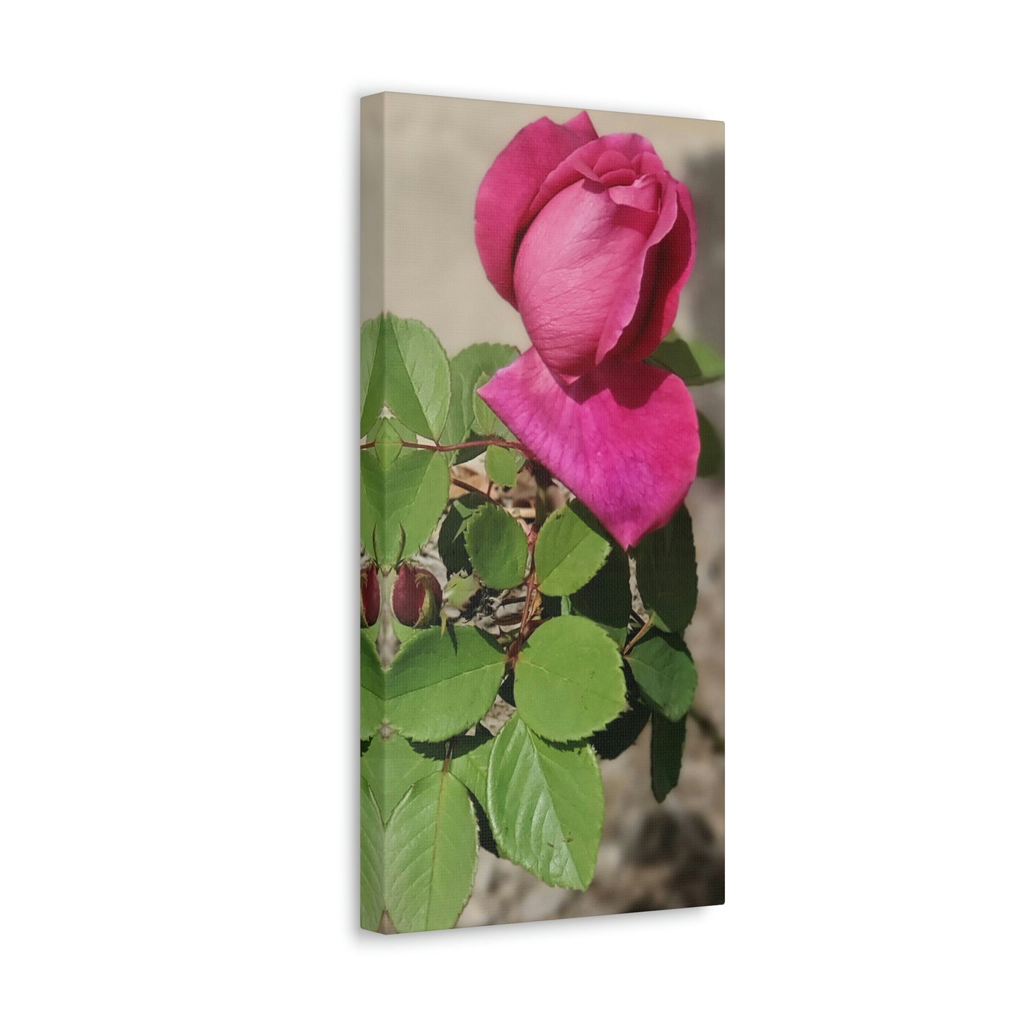 Dear Pink Rosa | High Bloom Collection | Canvas | Life By Ortavia