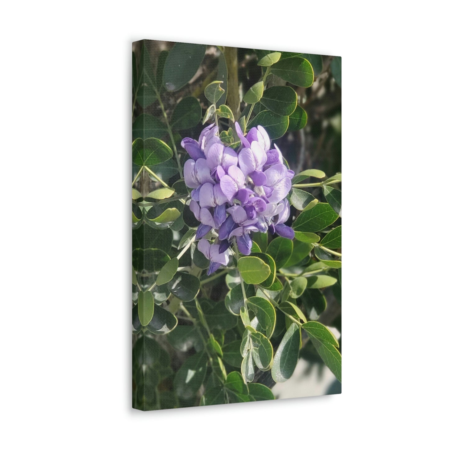 Purple Texas Mountain Laurel | Wall Art Canvas