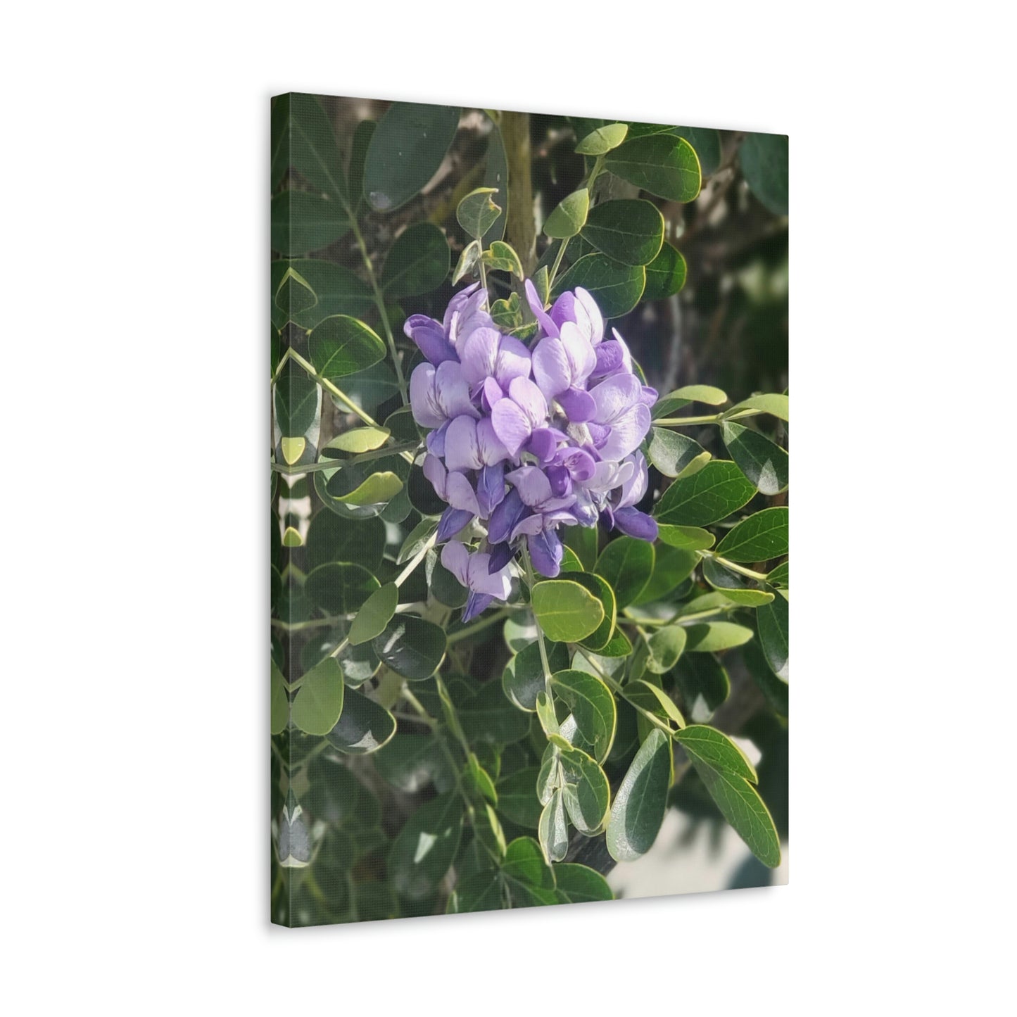 Purple Texas Mountain Laurel | Wall Art Canvas