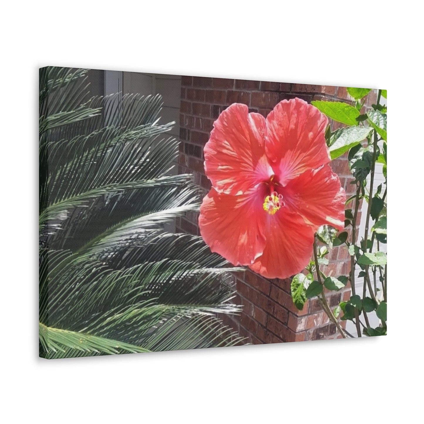 Art Prints & Wall Art, Gallery Canvas with Peach Hibiscus Flower
