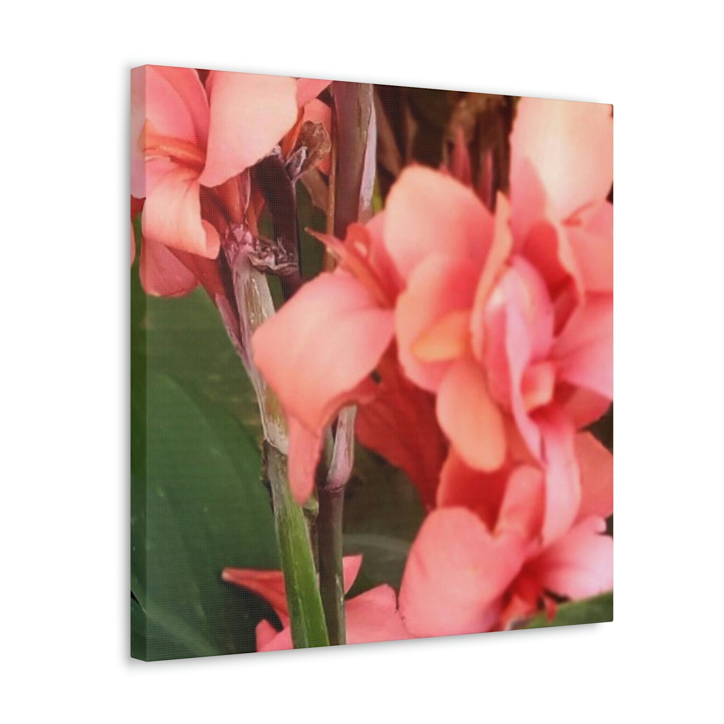 Art Prints & Wall Art, Canvas Gallery with Pink Canna Flower