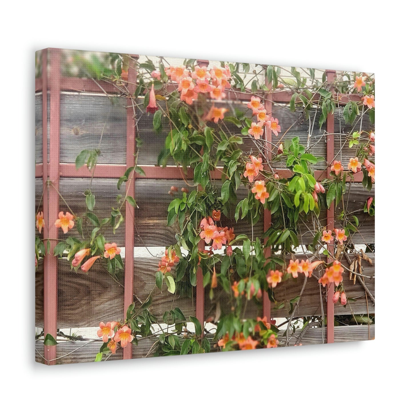 Flowers On A Rugged Fence | Wall Art Canvas | High Bloom Collection | Life By Ortavia