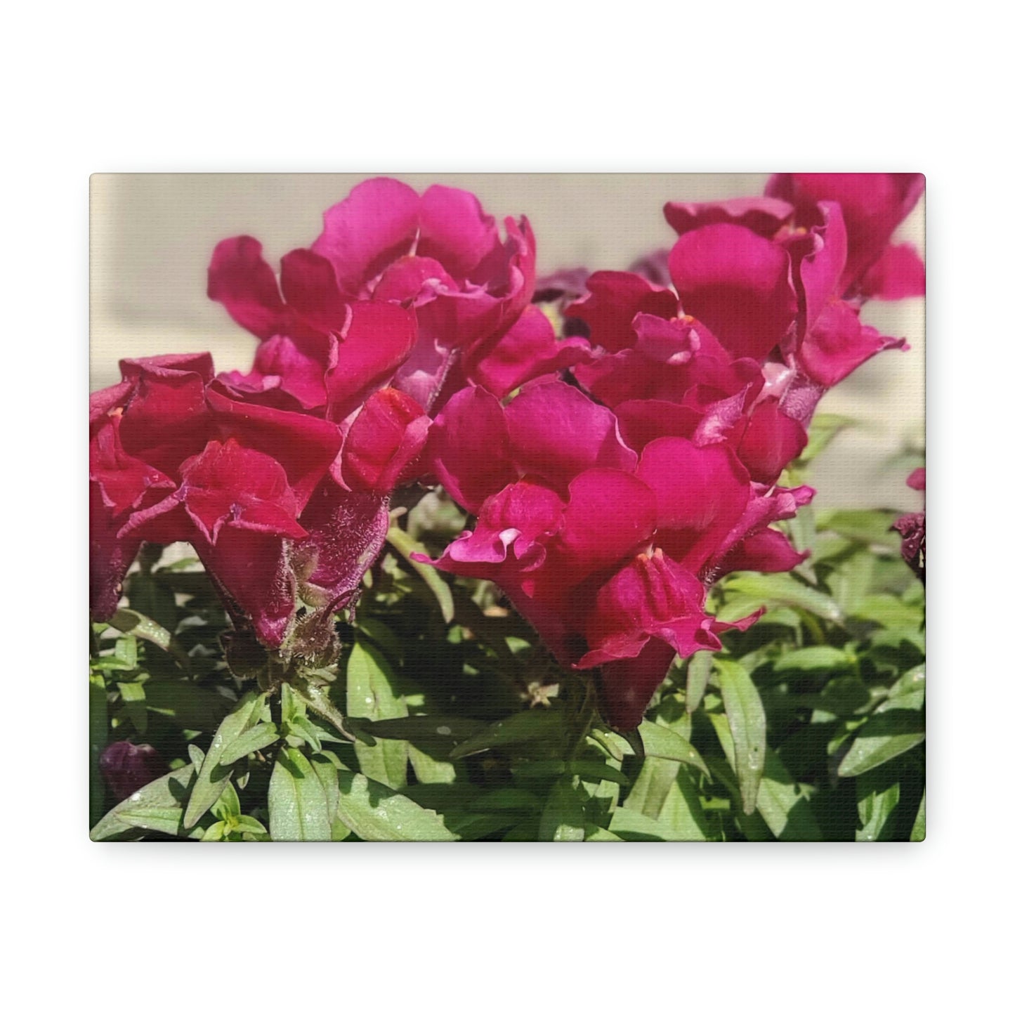 Magenta Snapdragon | Wall Art Canvas | High Bloom Collection | Life By Ortavia