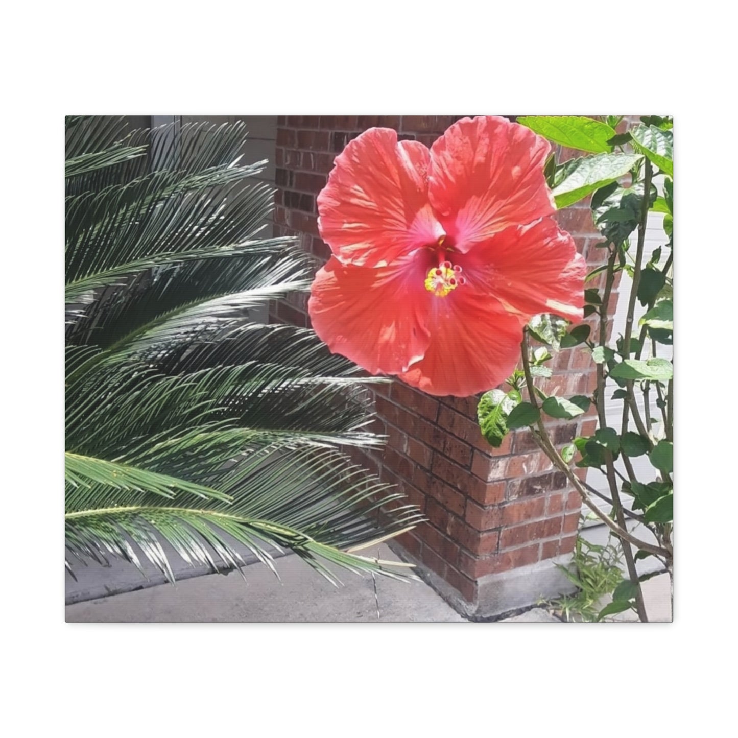 Art Prints & Wall Art, Gallery Canvas with Peach Hibiscus Flower