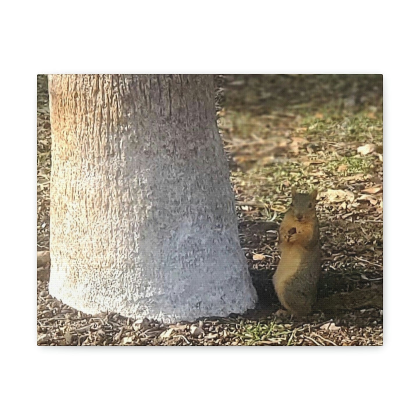 Squirrel and A Nut | Wall Art Print | Urban Geographic Collection | Life By Ortavia