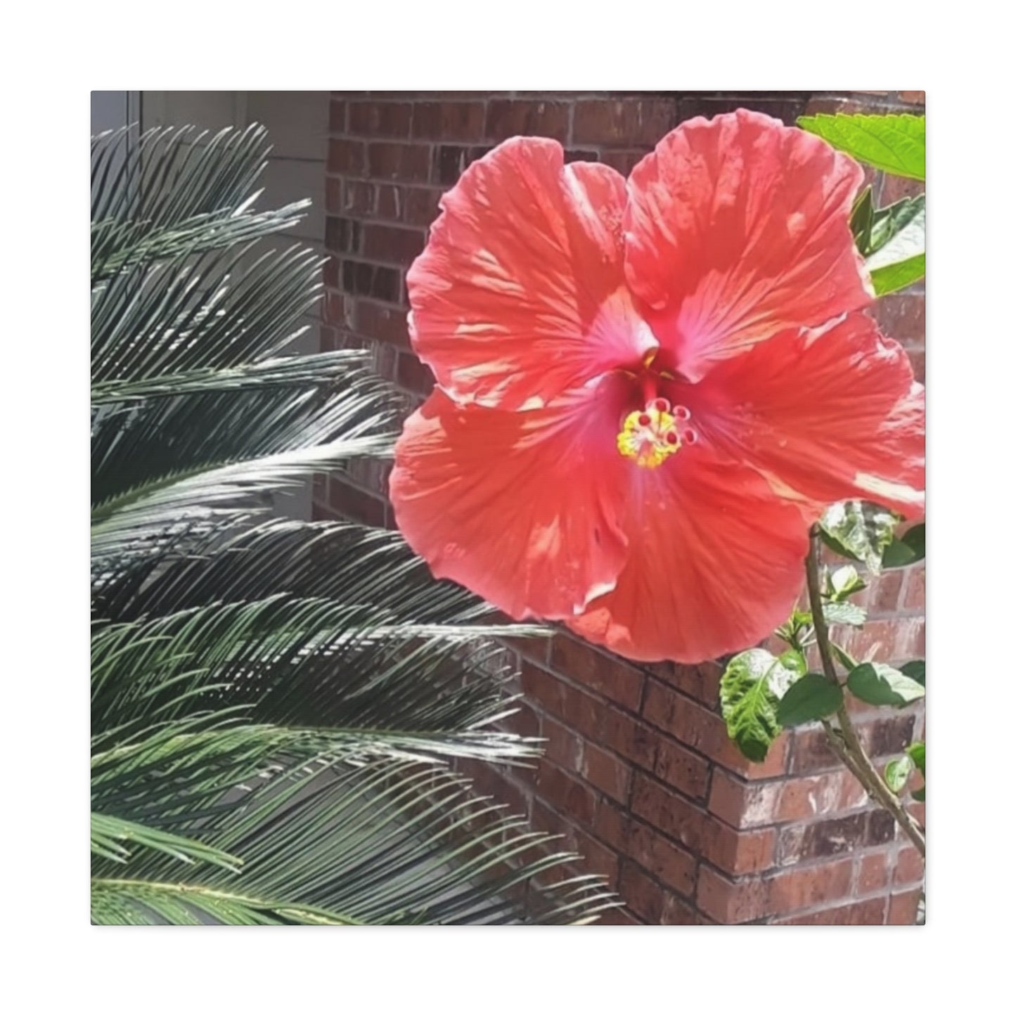 Art Prints & Wall Art, Gallery Canvas with Peach Hibiscus Flower