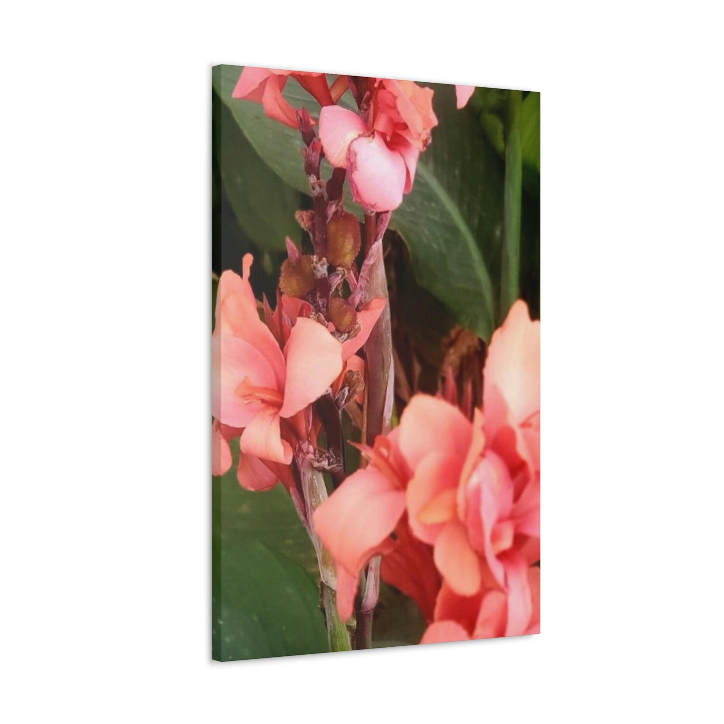 Art Prints & Wall Art, Canvas Gallery with Pink Canna Flower