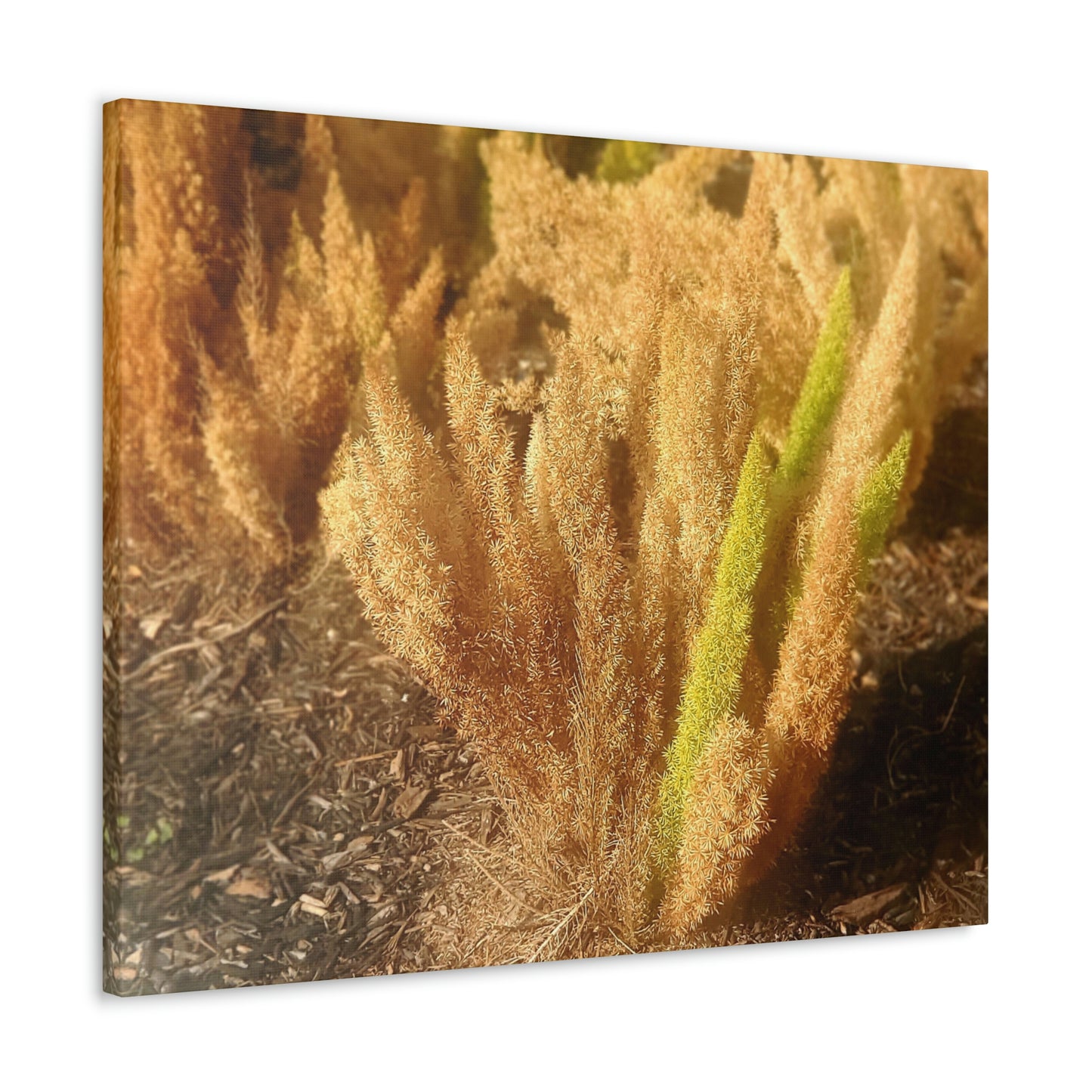 Golden Foxtail Fern | Wall Art Canvas | High Bloom Collection | Life By Ortavia