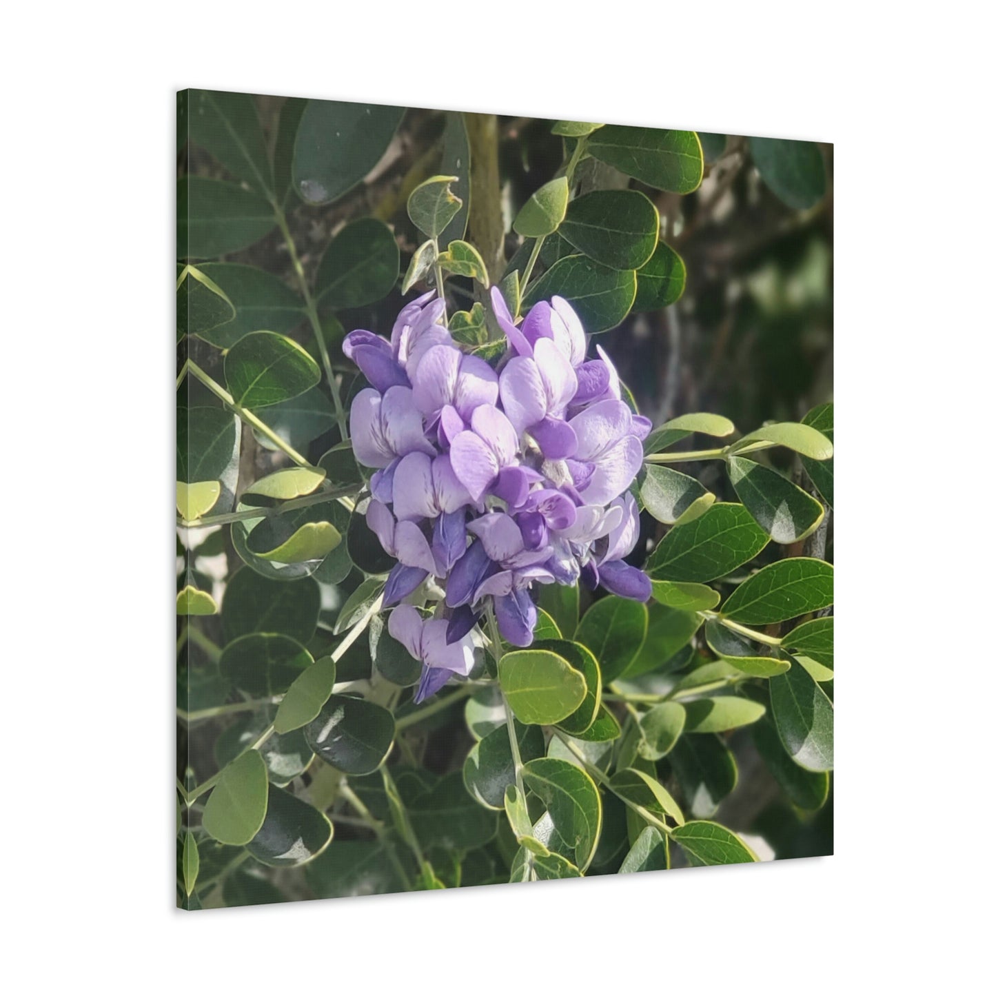 Purple Texas Mountain Laurel | Wall Art Canvas