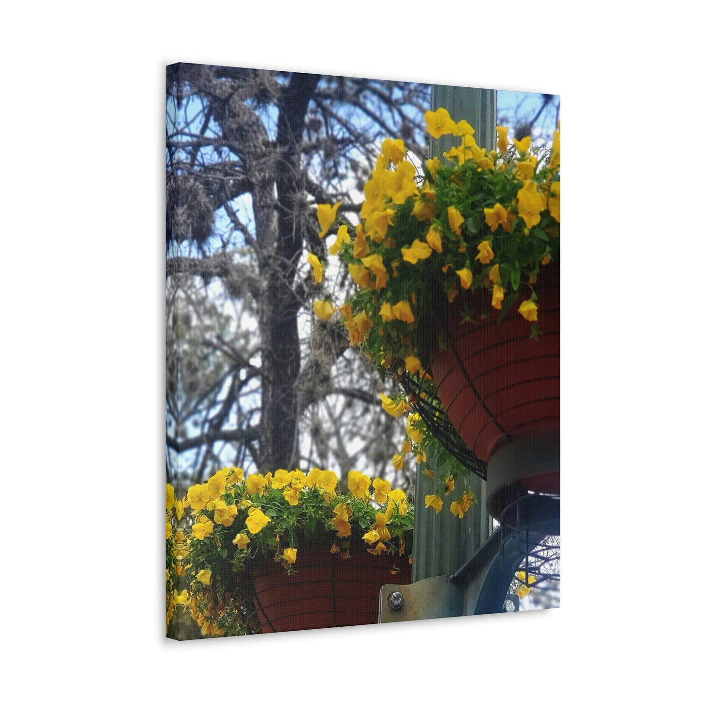 Yellow Pansies Downtown | Wall Art Canvas | High Bloom Collection | Life By Ortavia