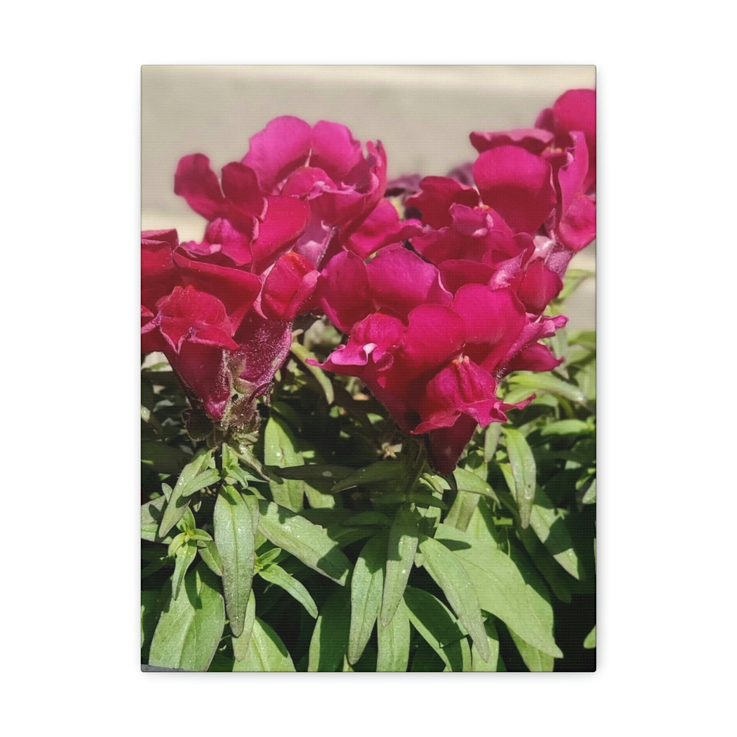 Magenta Snapdragon | Wall Art Canvas | High Bloom Collection | Life By Ortavia