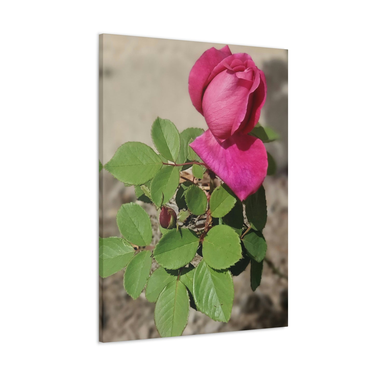 Dear Pink Rosa | High Bloom Collection | Canvas | Life By Ortavia