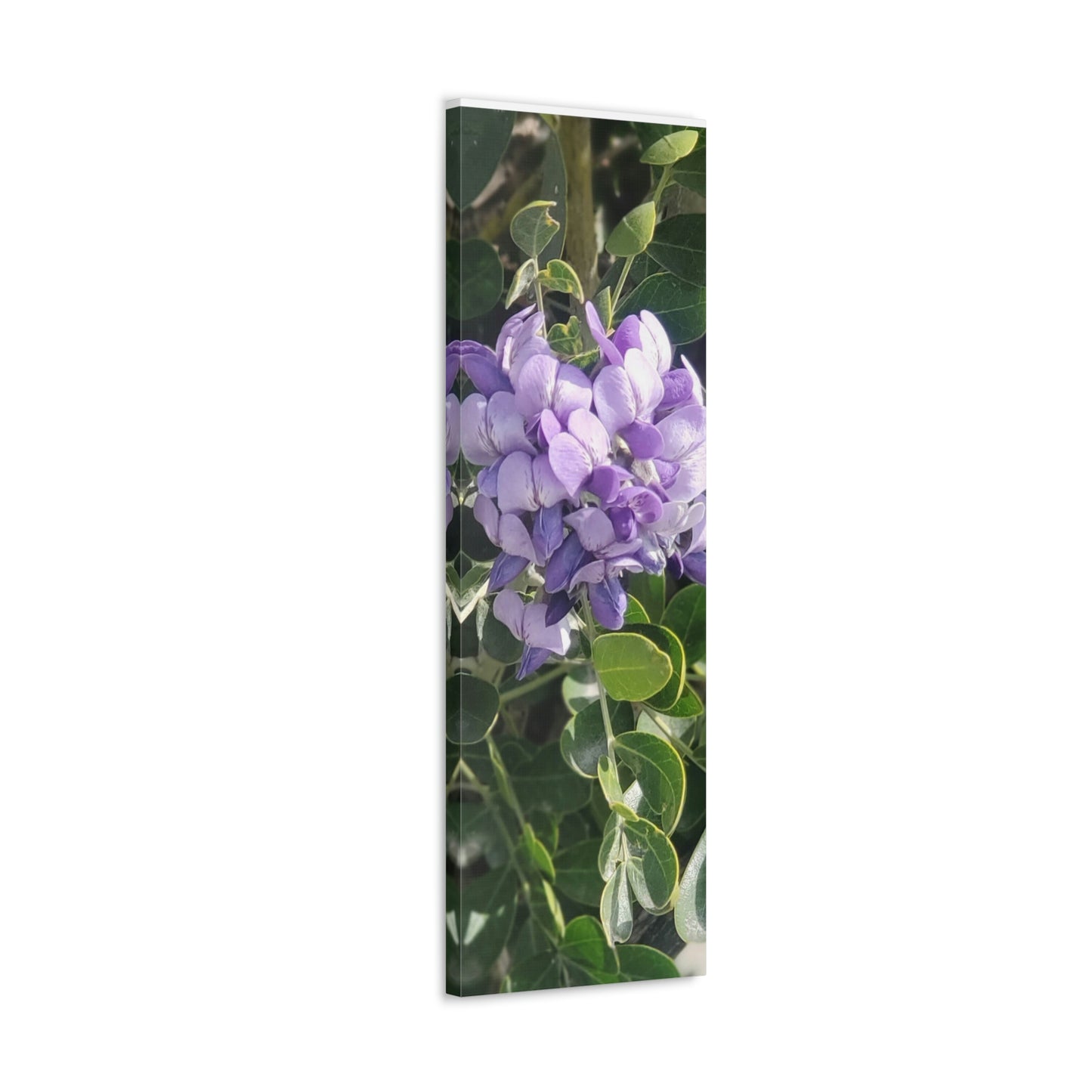 Purple Texas Mountain Laurel | Wall Art Canvas